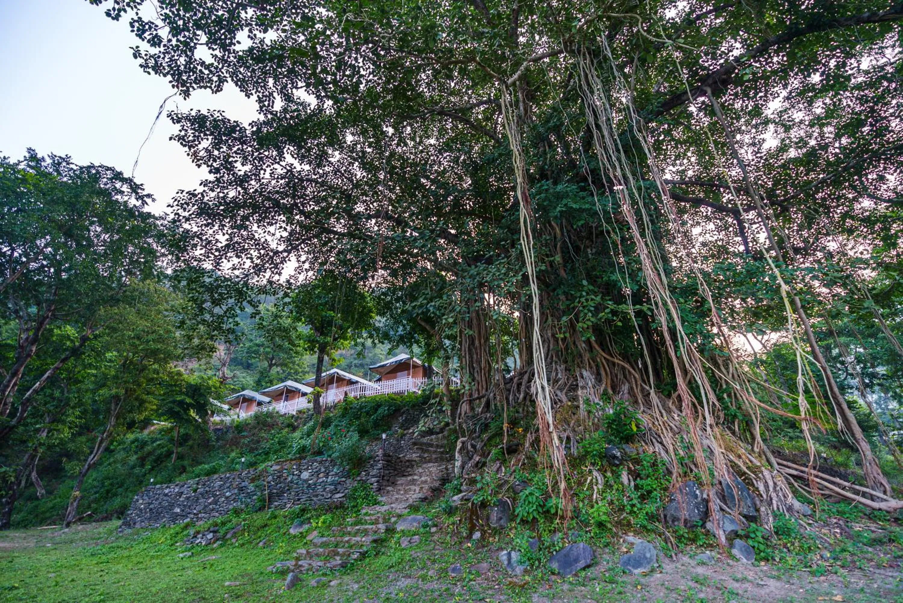 Natural landscape in Banyan By The Ganges