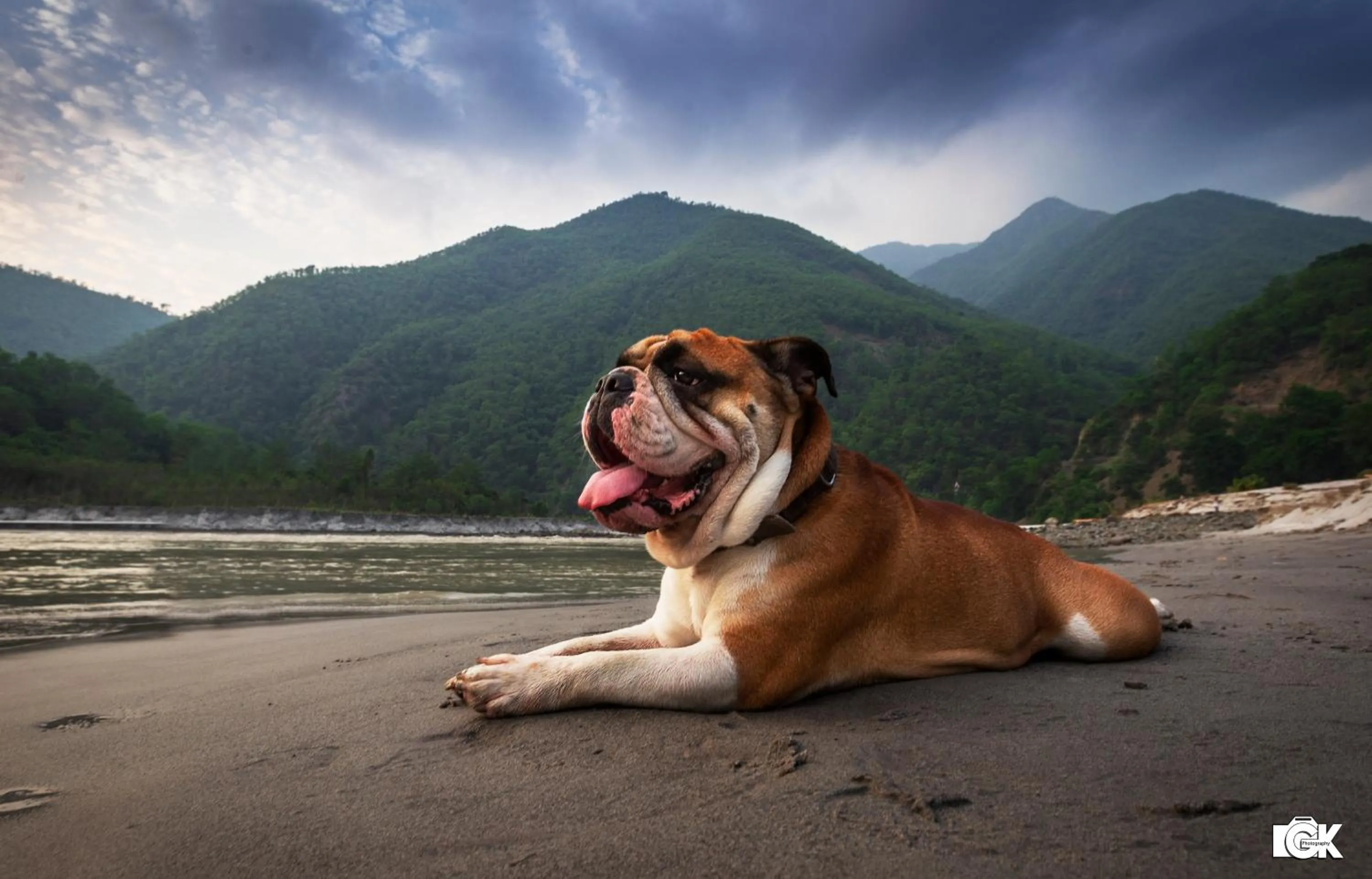 Pets in Banyan By The Ganges