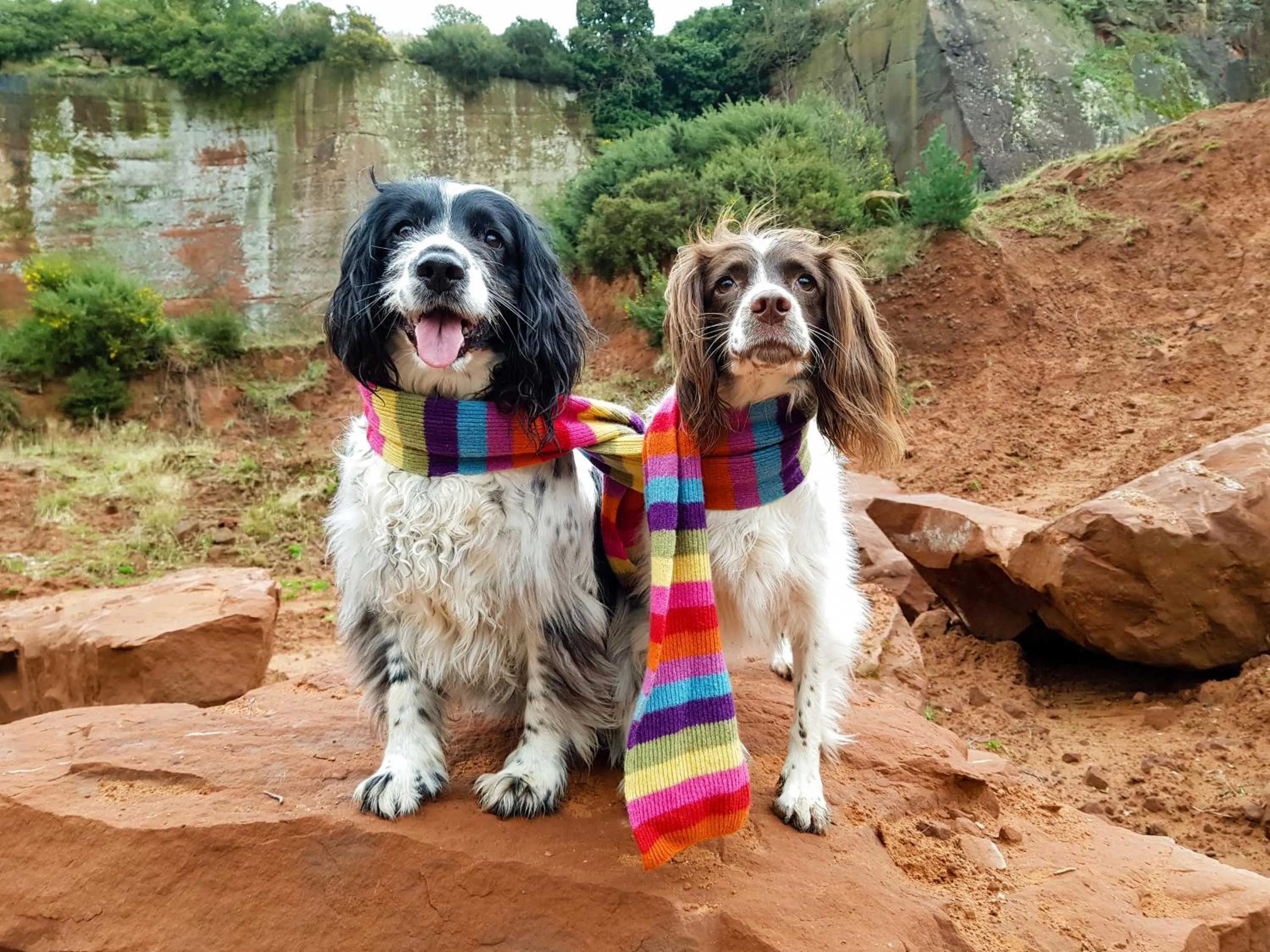 pet friendly in The Old Vicarage Hotel & Restaurant