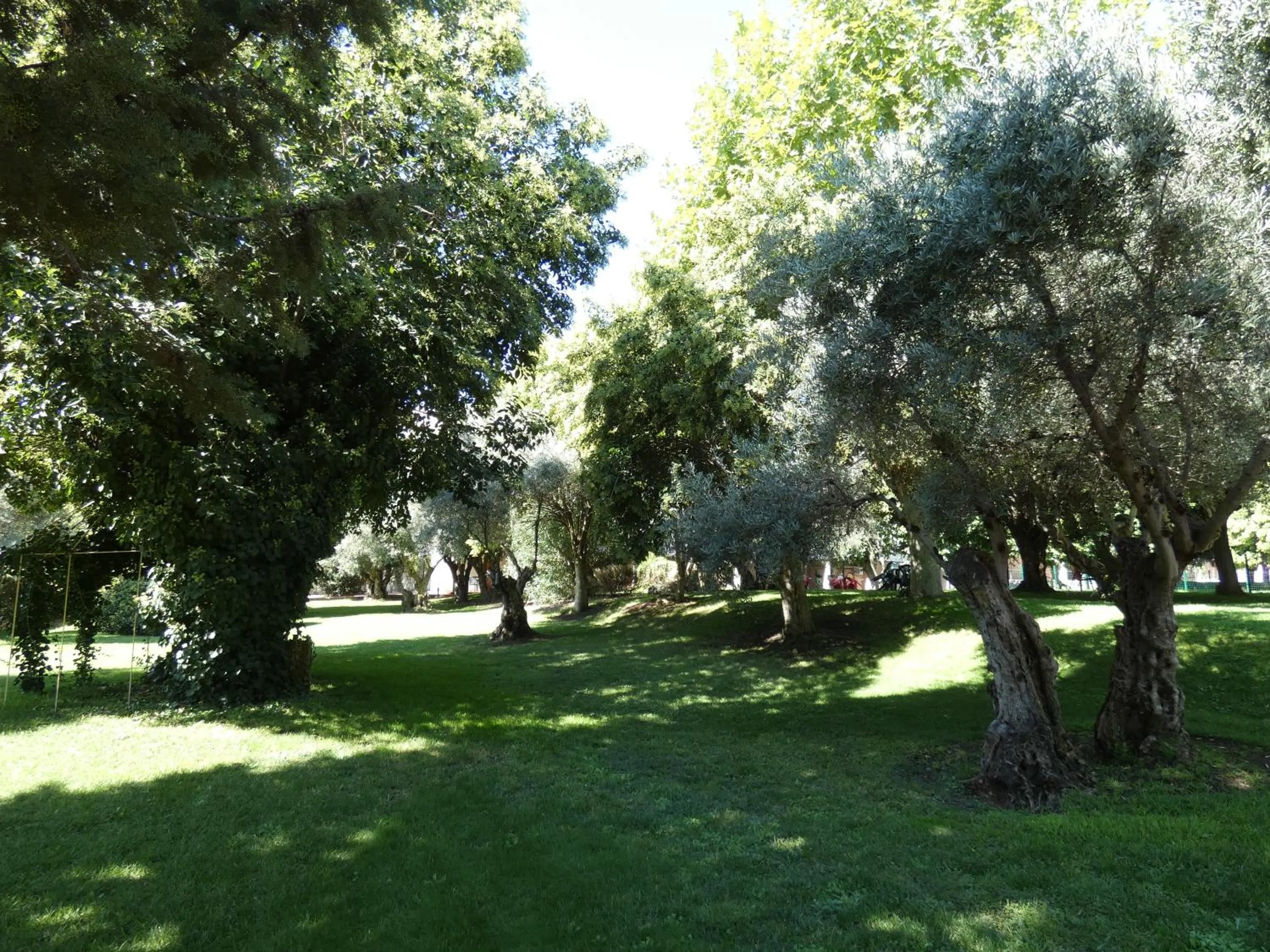 Natural landscape in Hotel Los Olivos