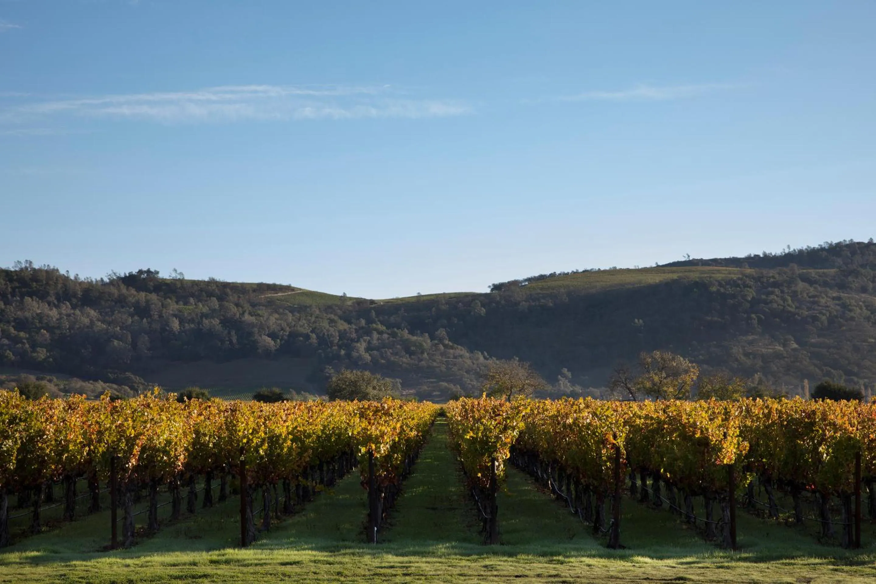 Activities in Rancho Caymus Inn