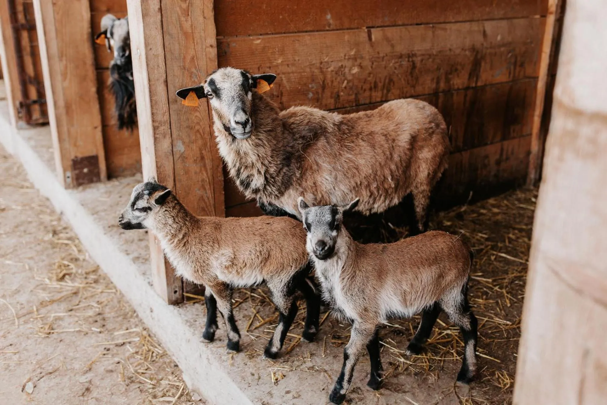 Garden in Dosłońce Resort Wellness & Farm