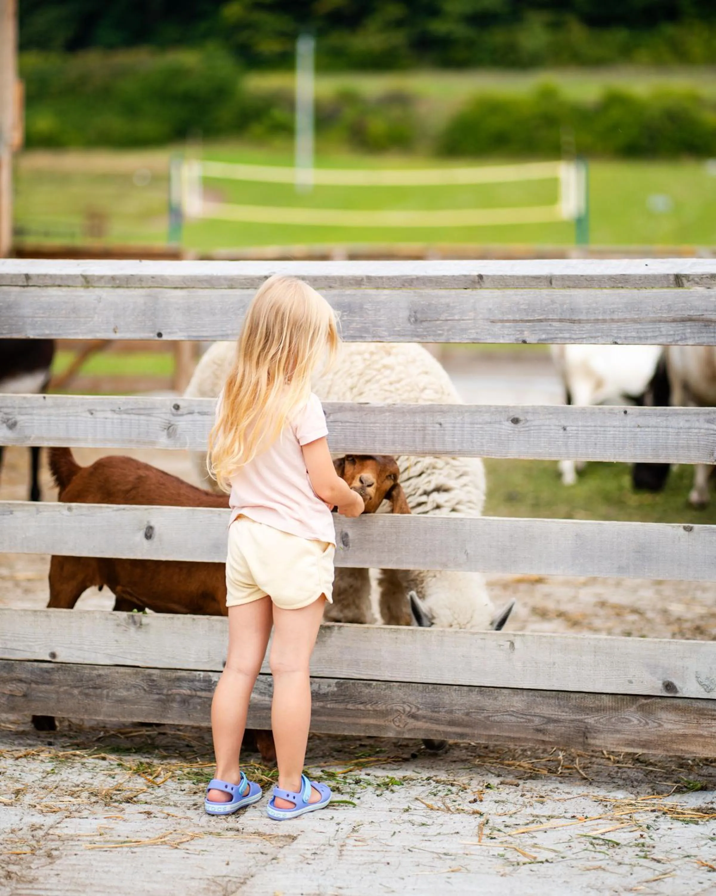Pets in Dosłońce Resort Wellness & Farm