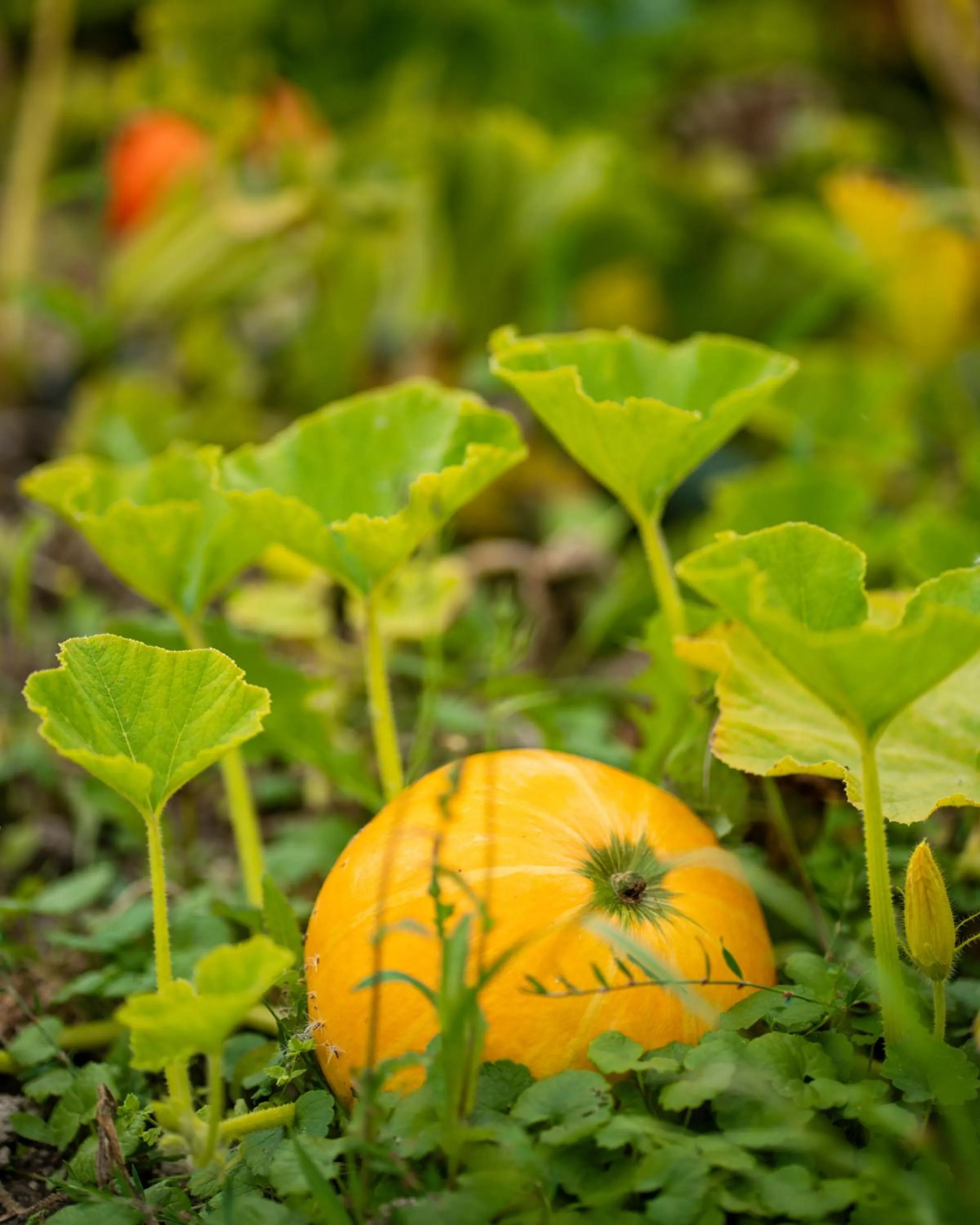 Garden in Dosłońce Resort Wellness & Farm