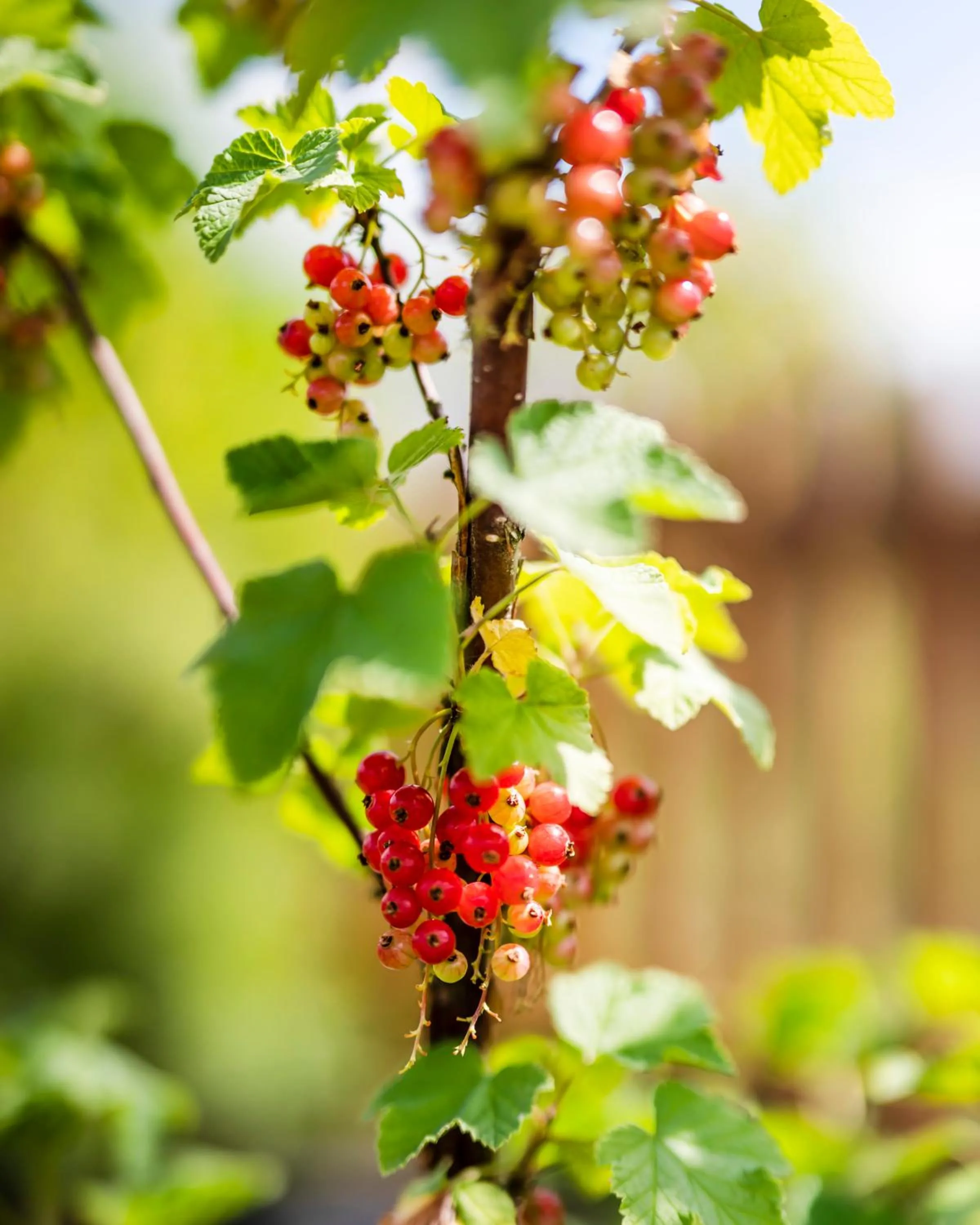 Garden in Dosłońce Resort Wellness & Farm