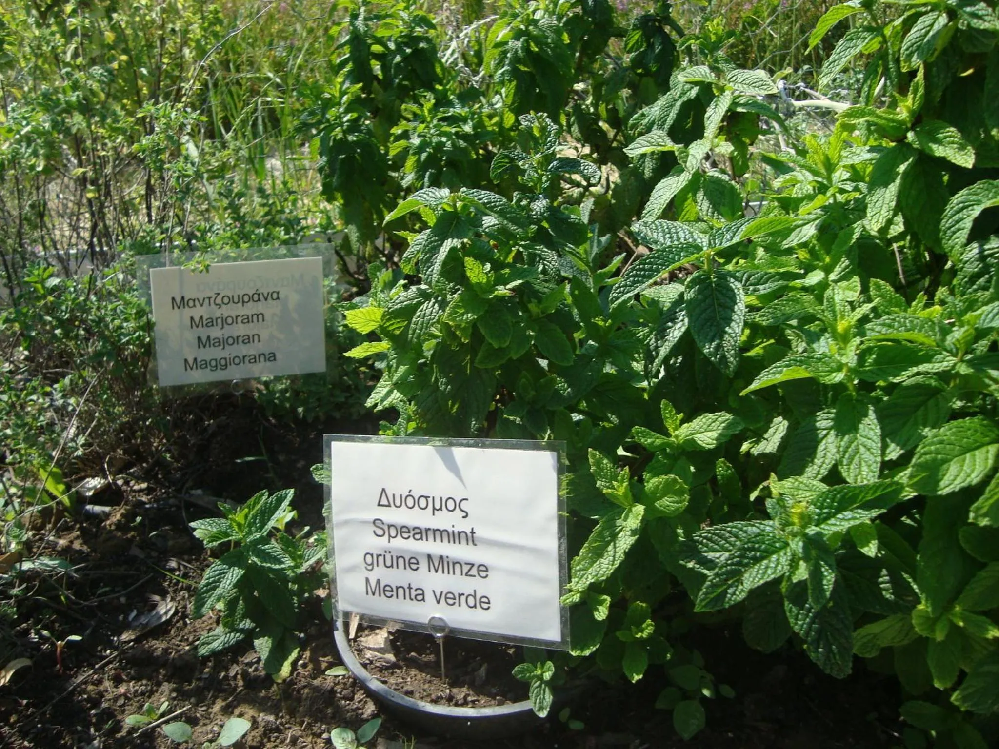 Garden in Castelli Hotel-Adults Only