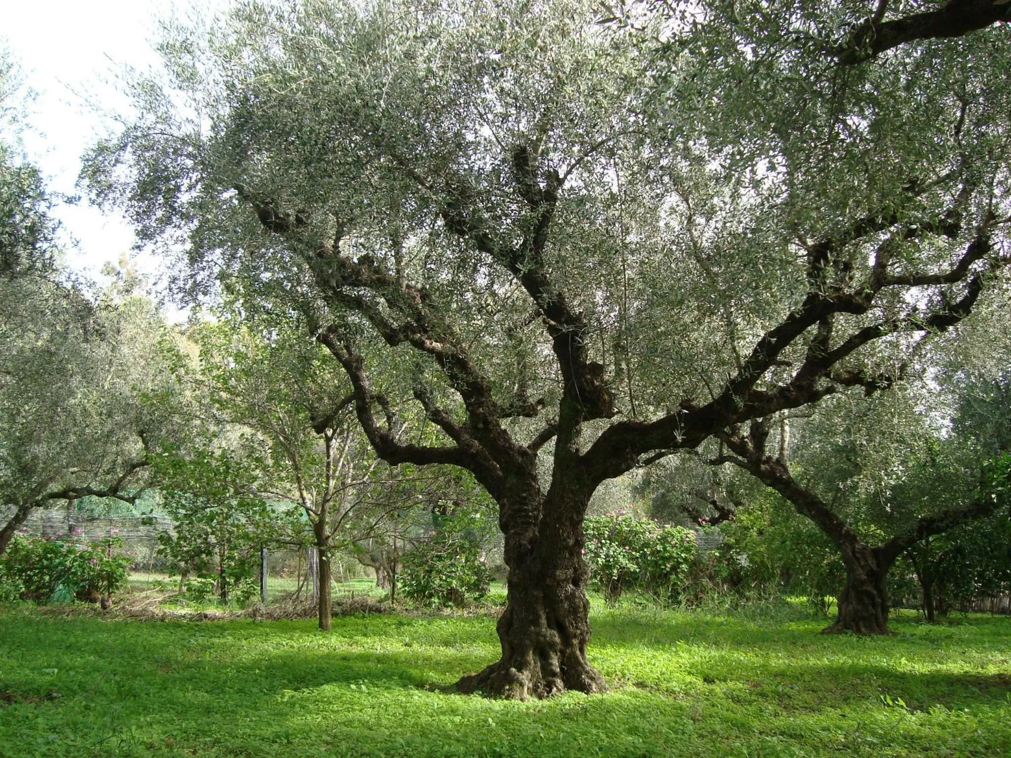 Garden in Castelli Hotel-Adults Only