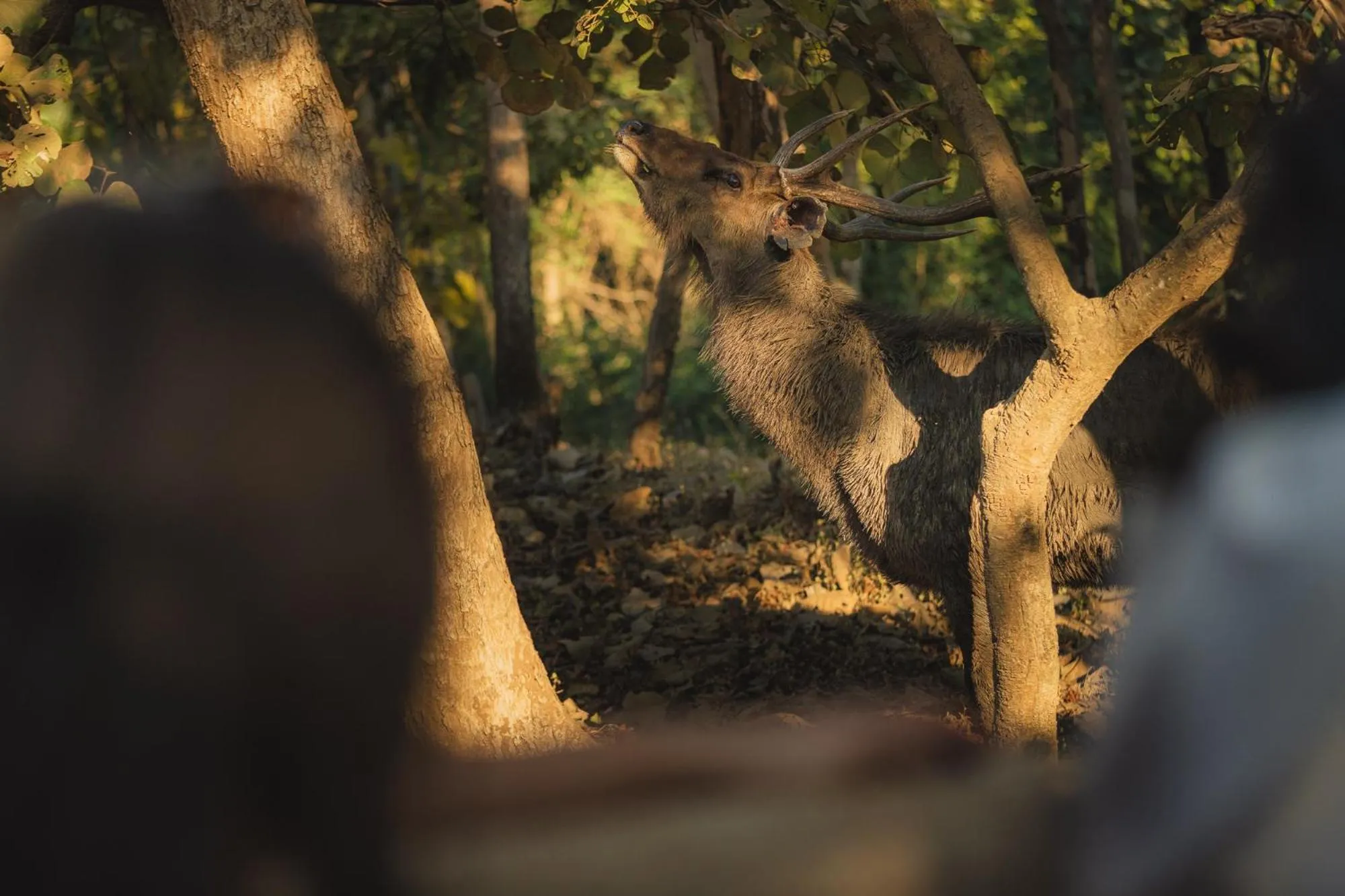 Natural landscape in Woods at Sasan