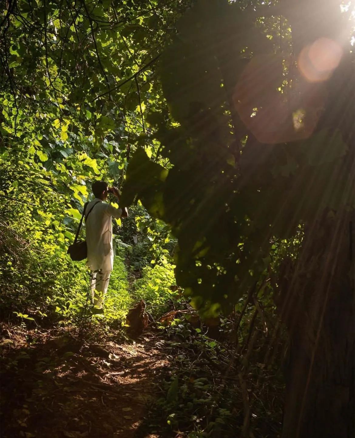 Natural landscape in Woods at Sasan