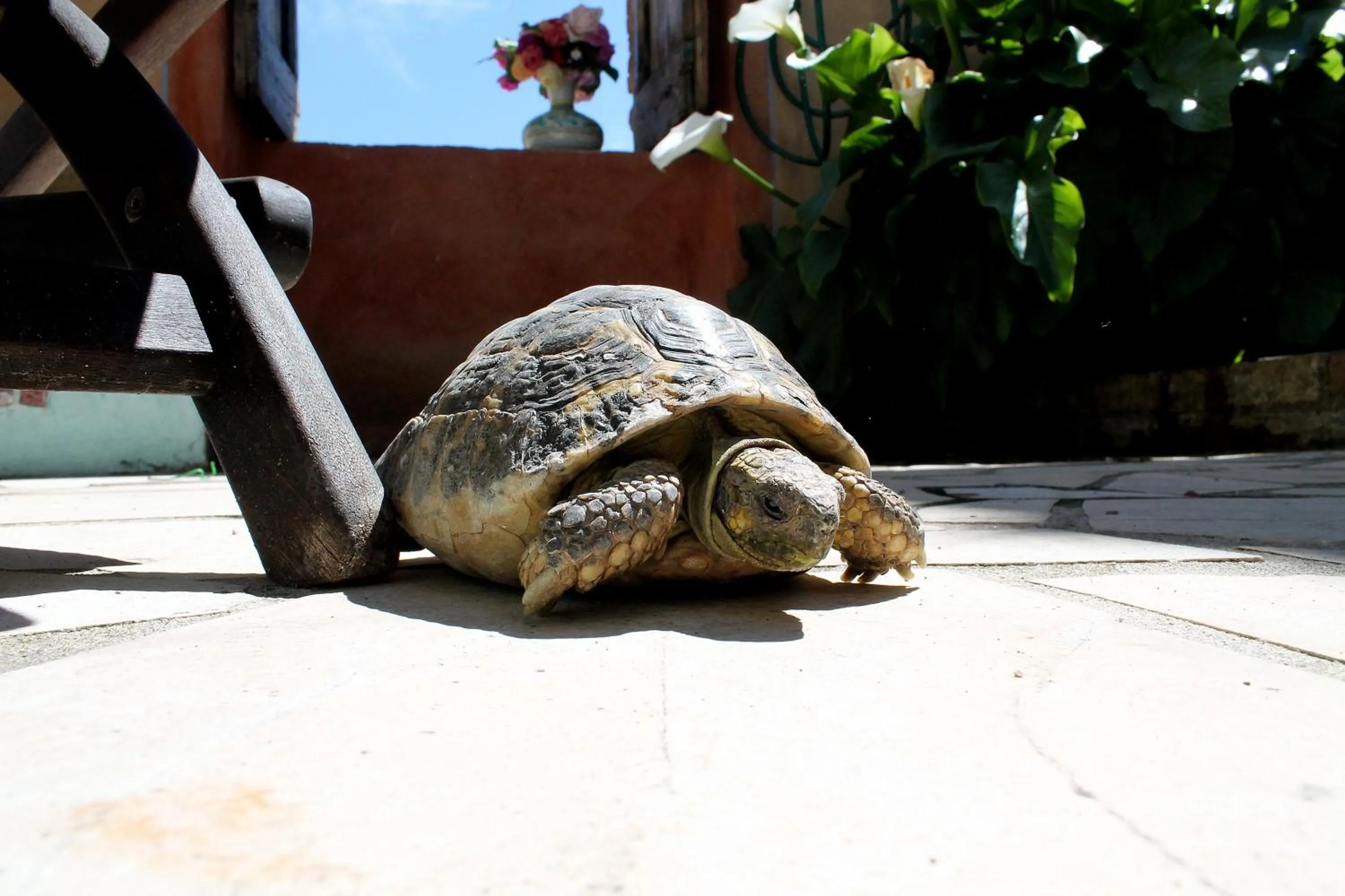 Pets in Le Cisterne B&B