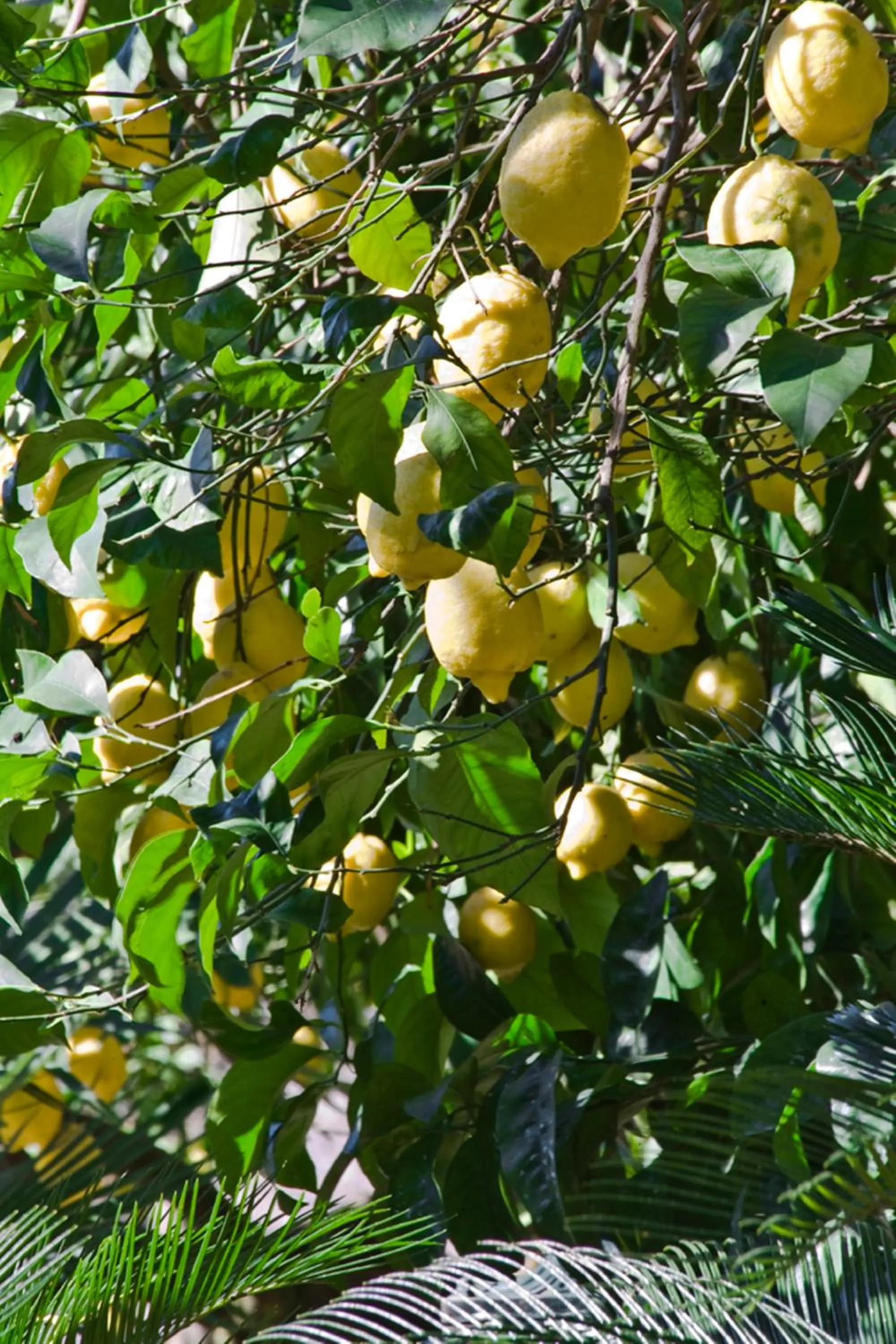 Garden in Suite Lidia B&B