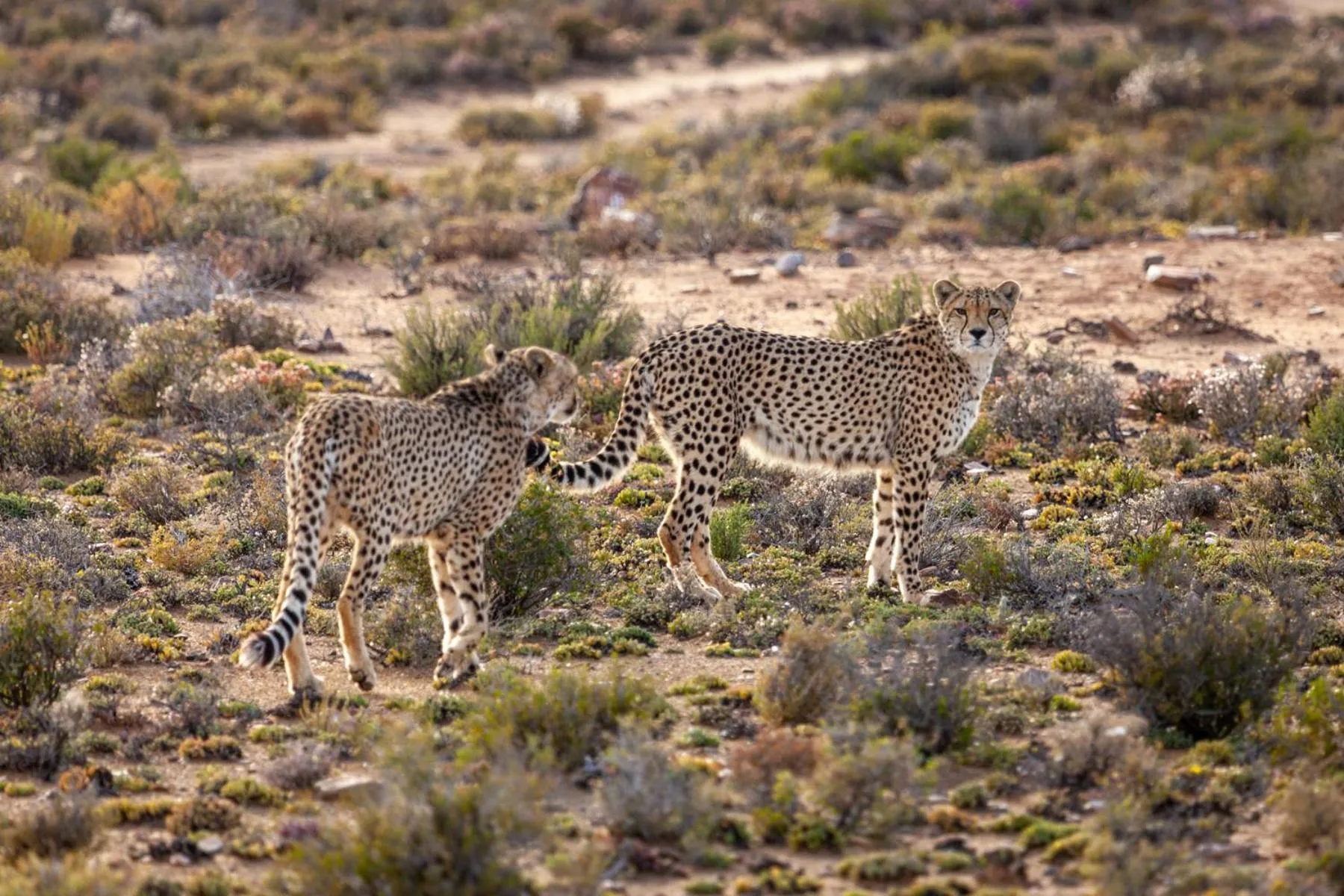 Animals in Inverdoorn Game Reserve Lodge