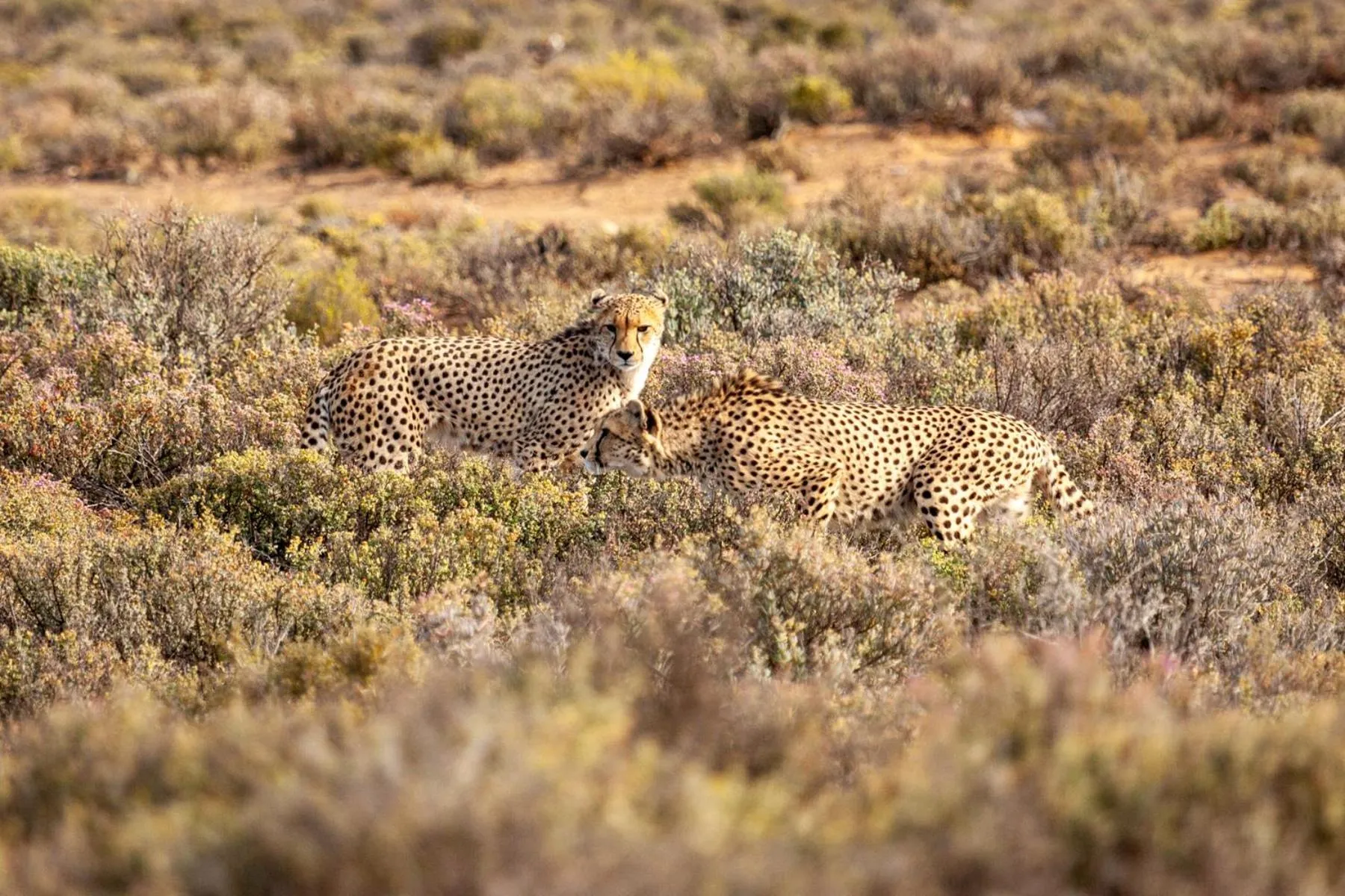 Animals in Inverdoorn Game Reserve Lodge