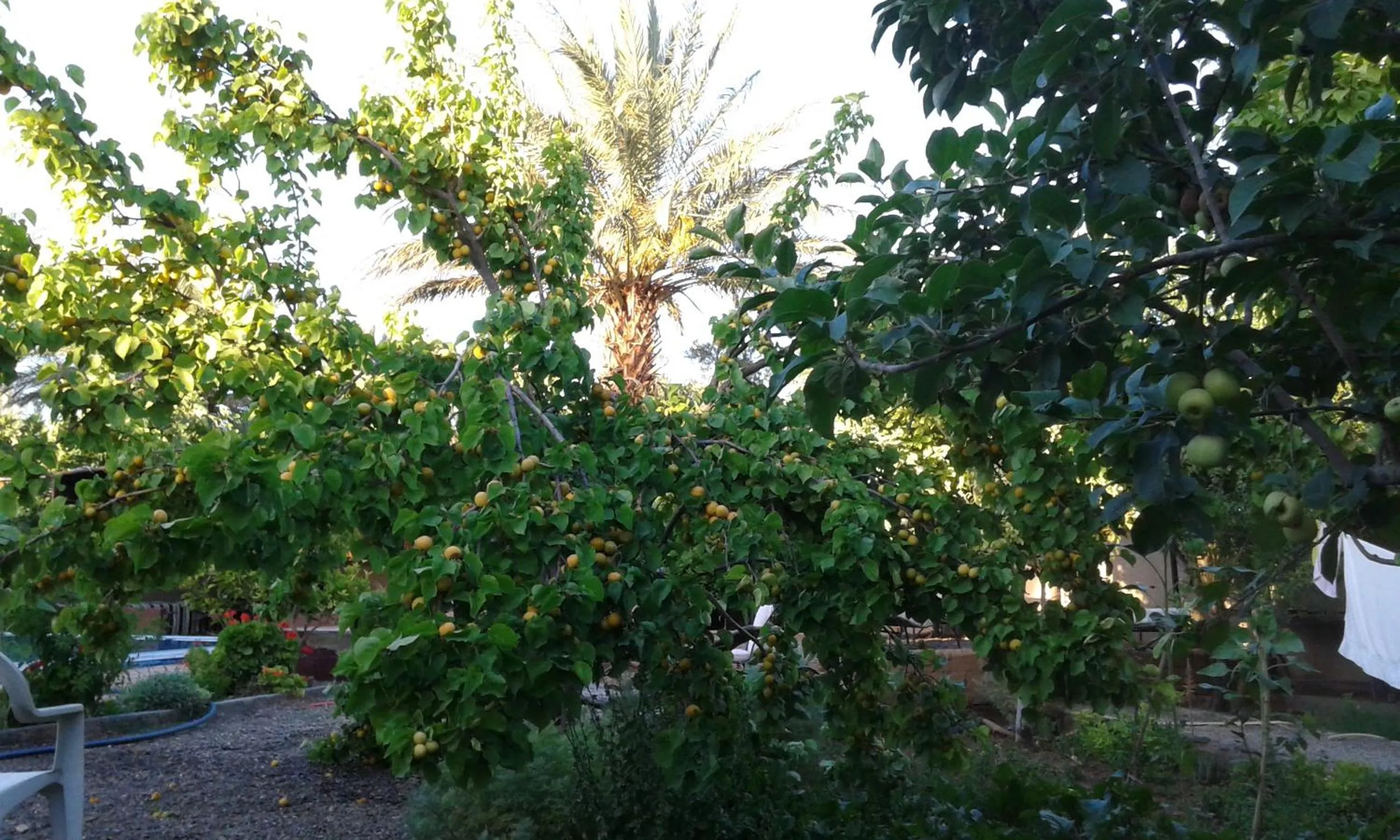 Day in Bassatine Skoura