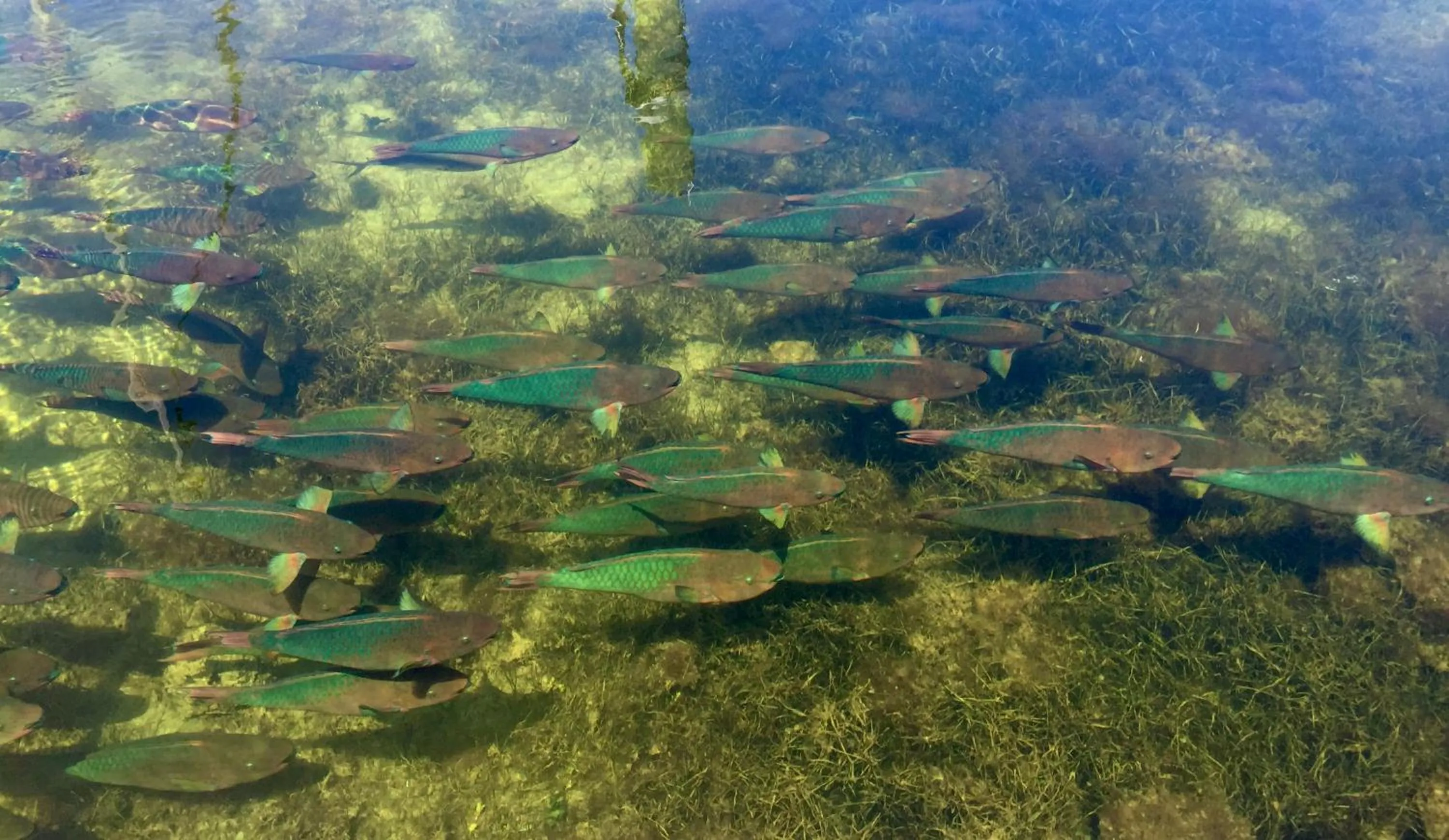 Natural landscape in Key Largo Cottages