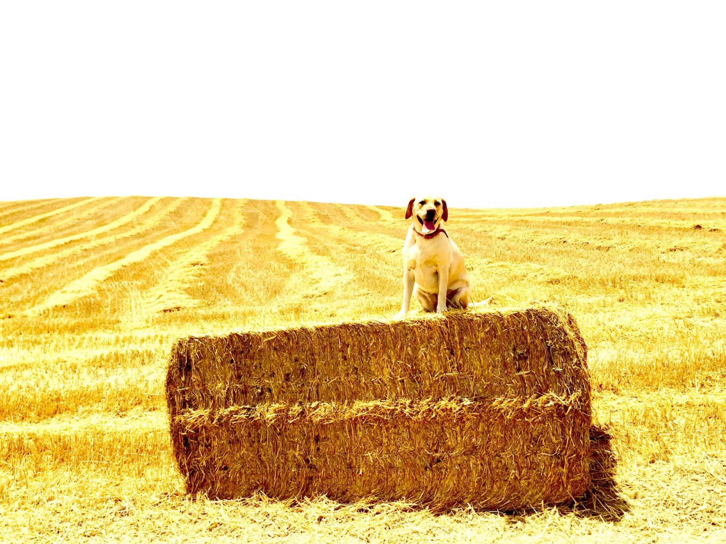 Garden in Locanda Vesuna Hotel Countryhouse