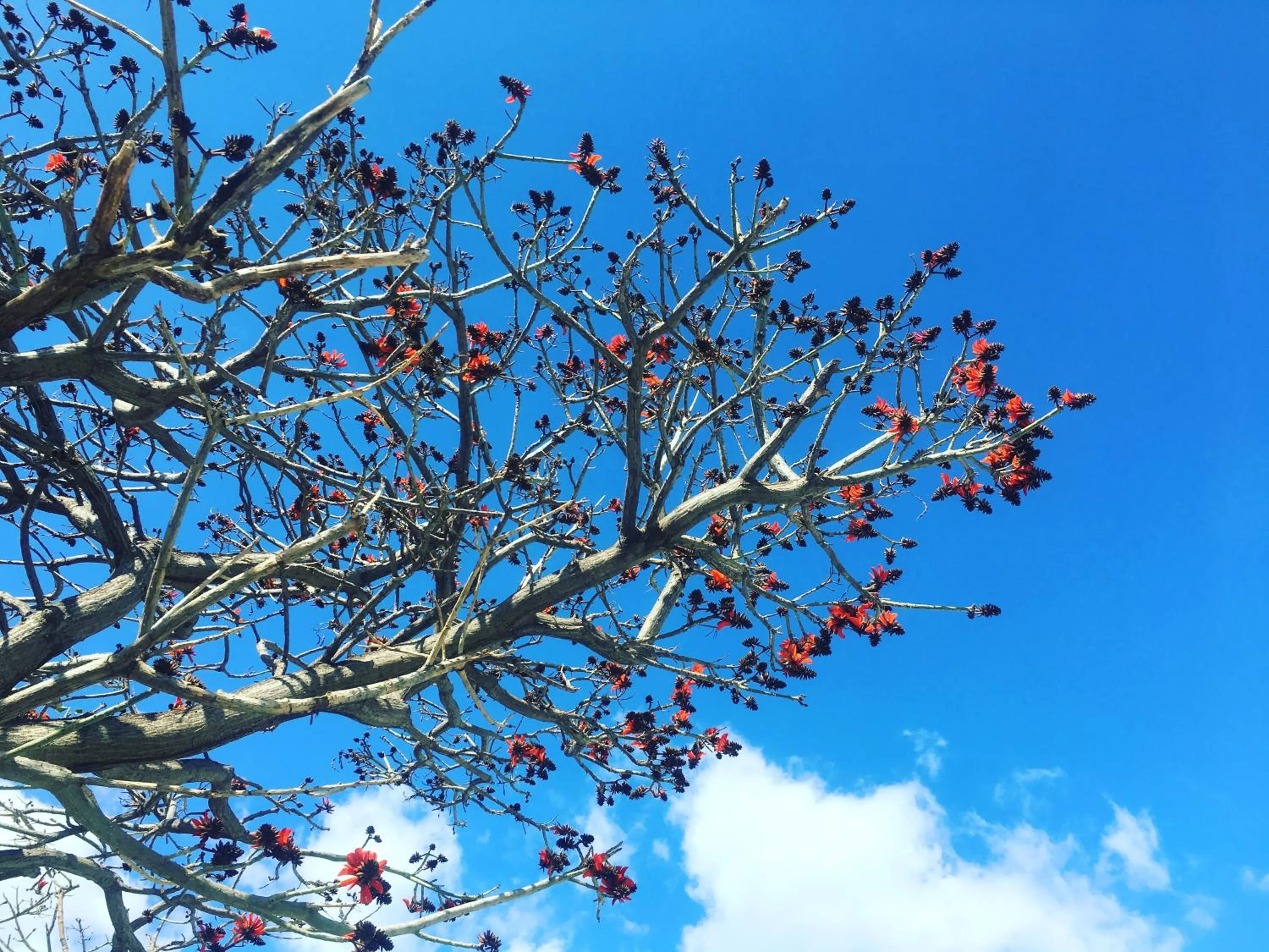 Spring in Don Giacchì Country House