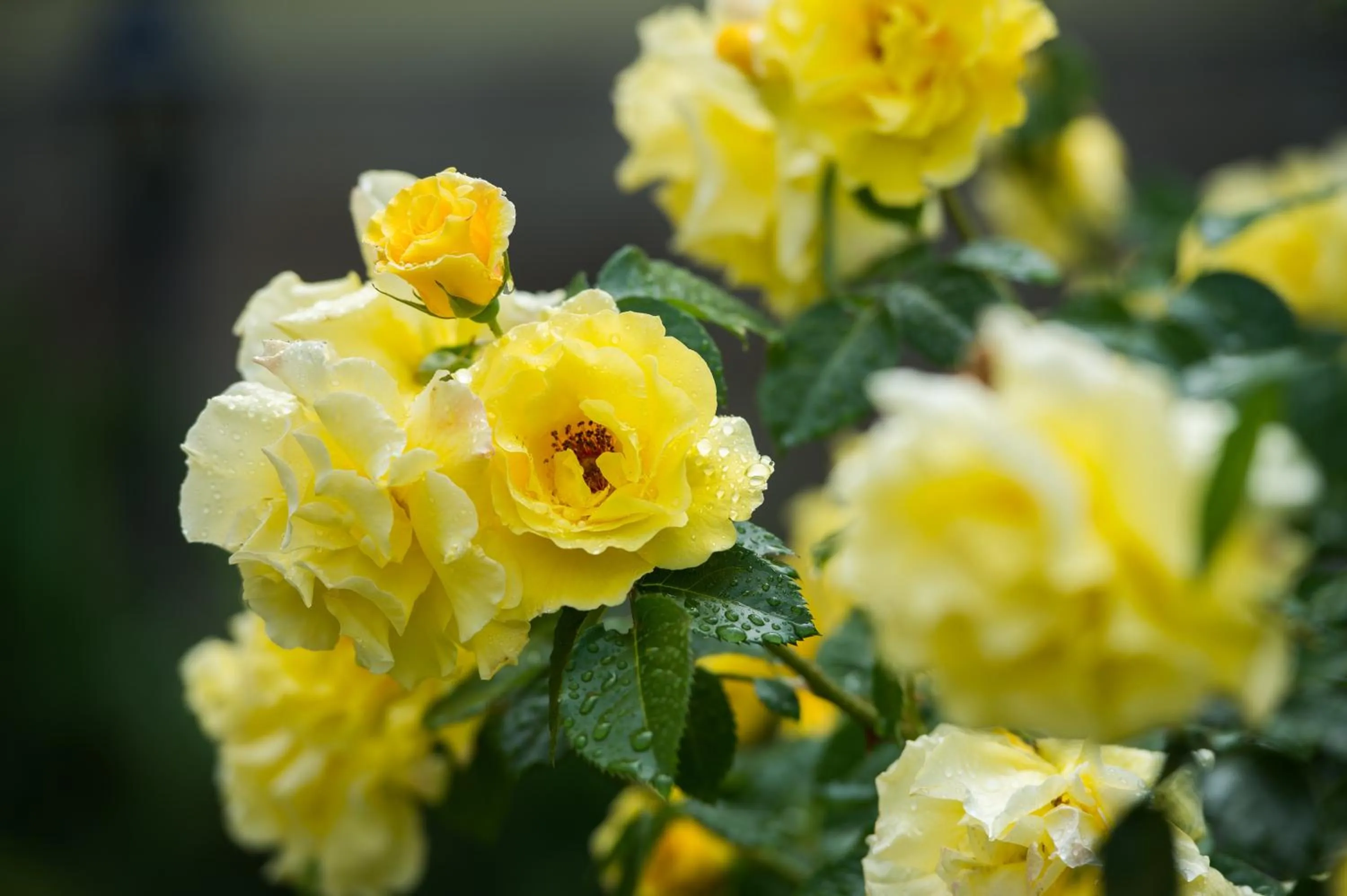 Spring in Oselya Hotel