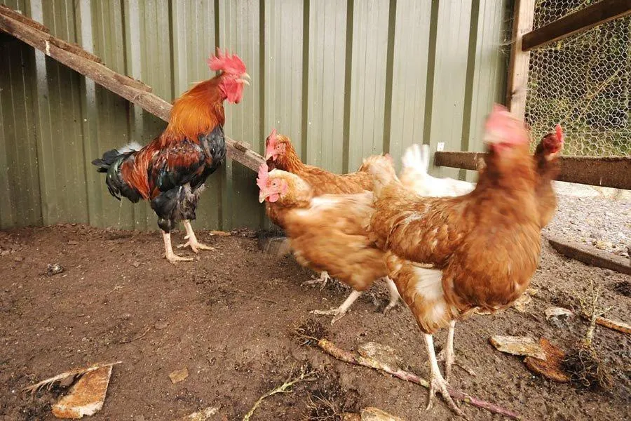 Animals in Sneem River Lodge Bed & Breakfast