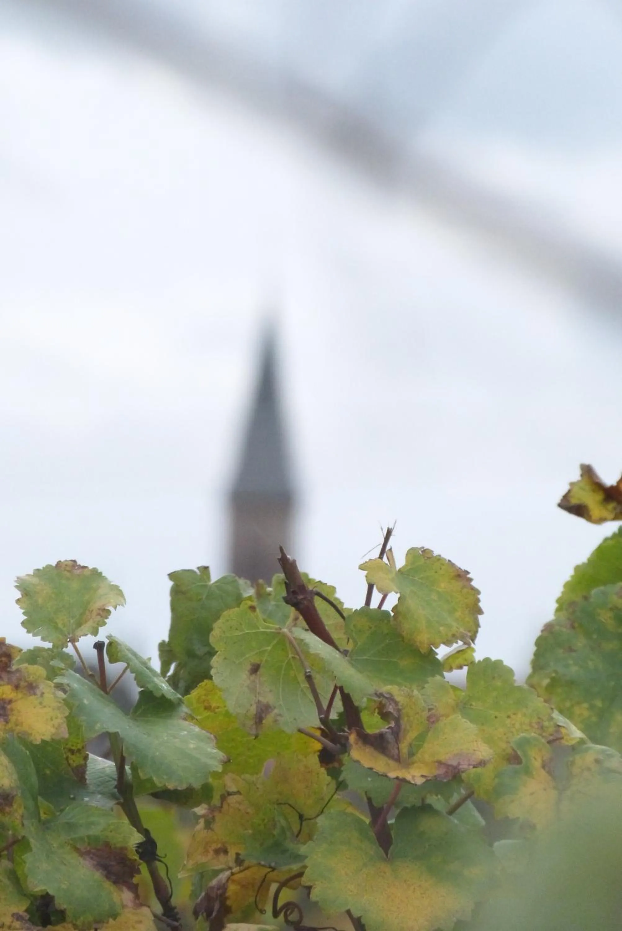 Natural landscape in Marcia Donatti - A l'Ombre des Coteaux Sao Paulo