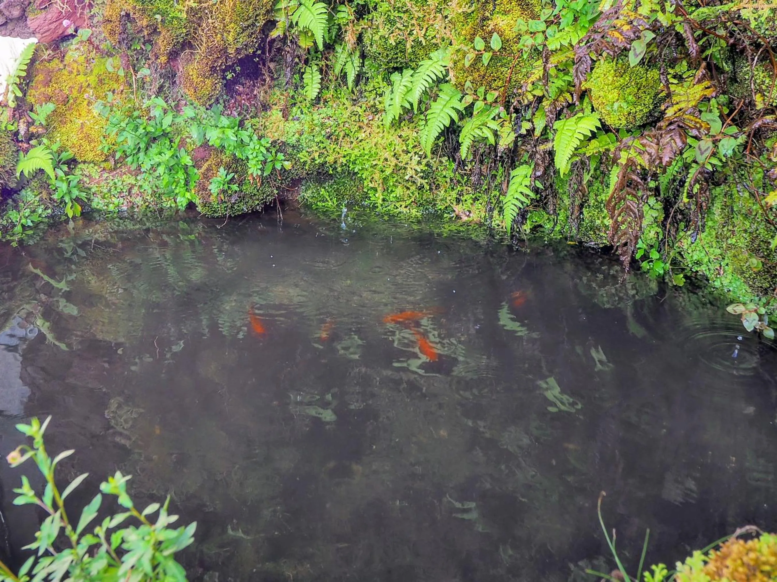 Garden in Hotel Vale Verde