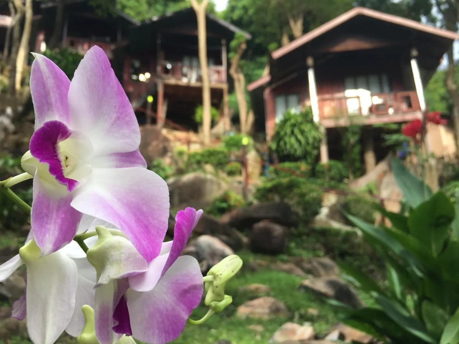 Natural landscape in Phi Phi Green Hill Resort