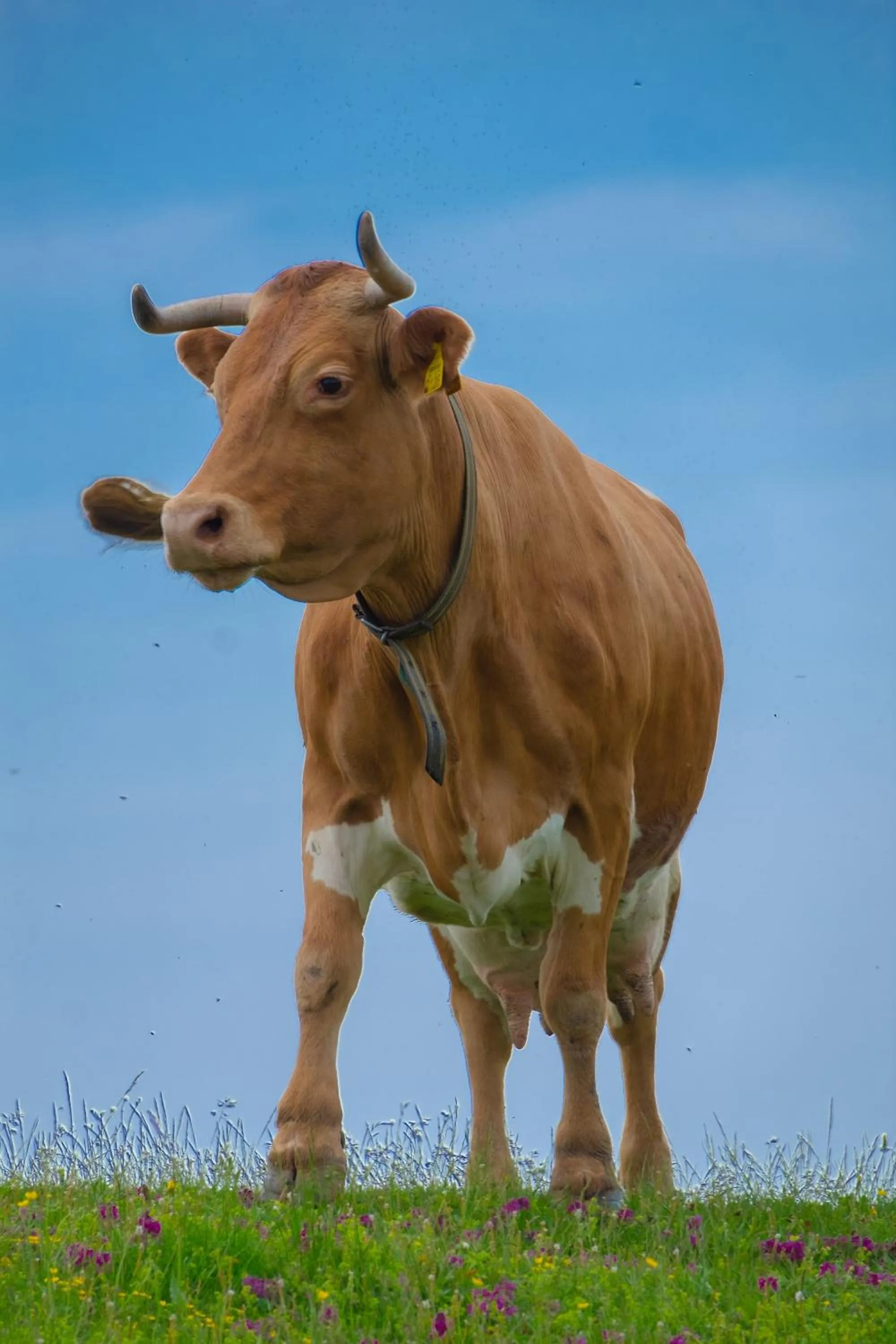 Koča Bistra - Velika planina