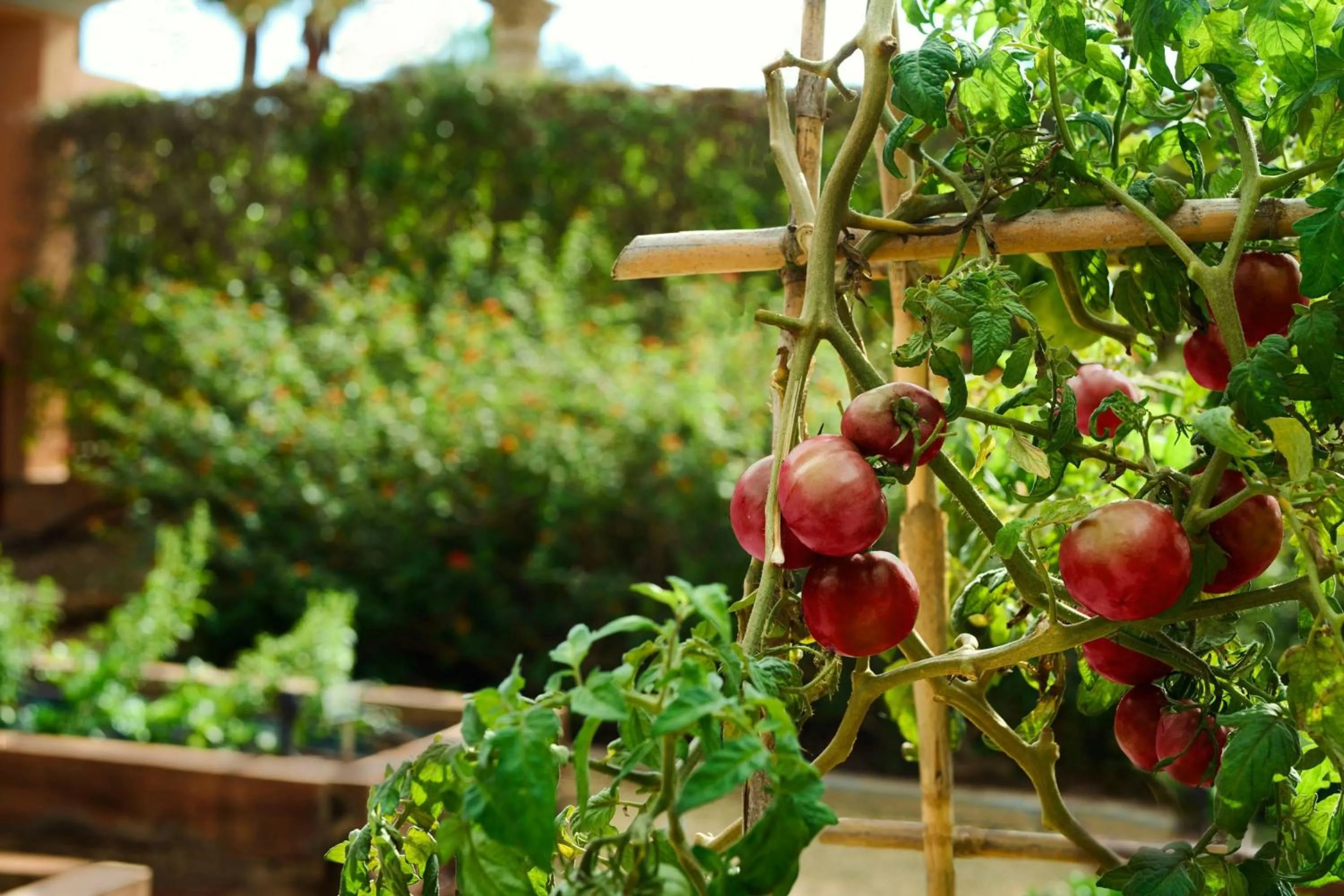 Other in Marriott’s Club Son Antem