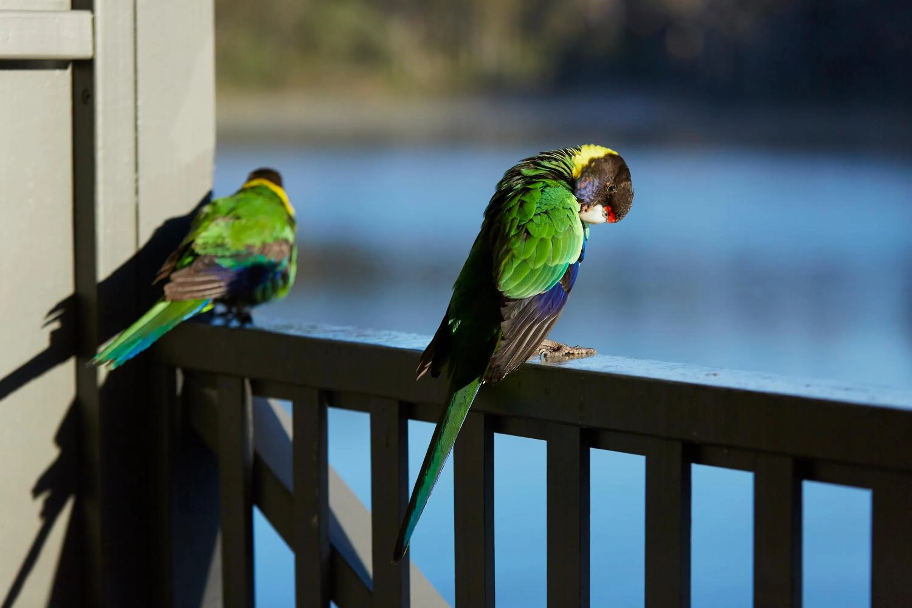 Animals in RAC Karri Valley Resort