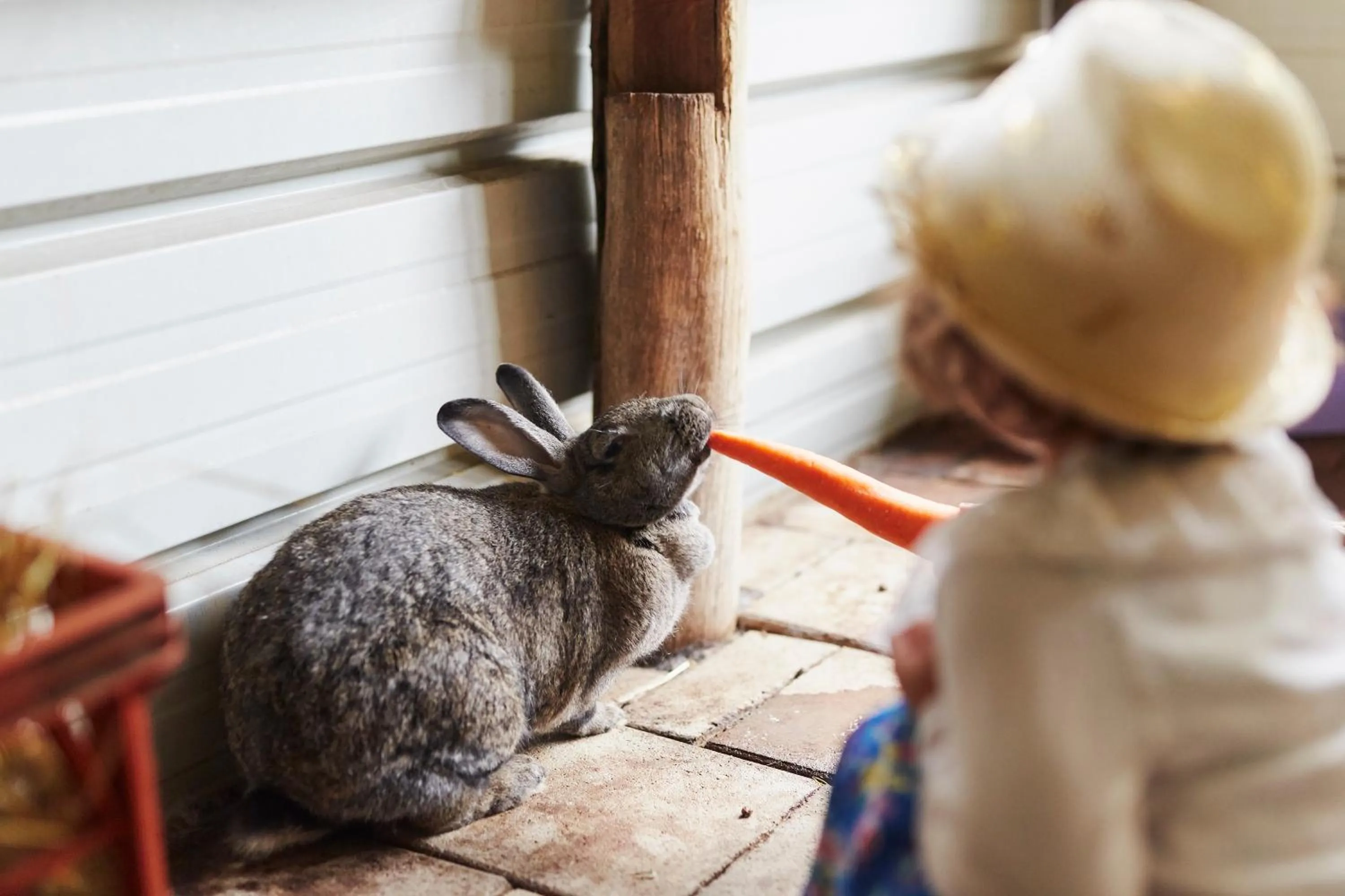 Animals in RAC Karri Valley Resort