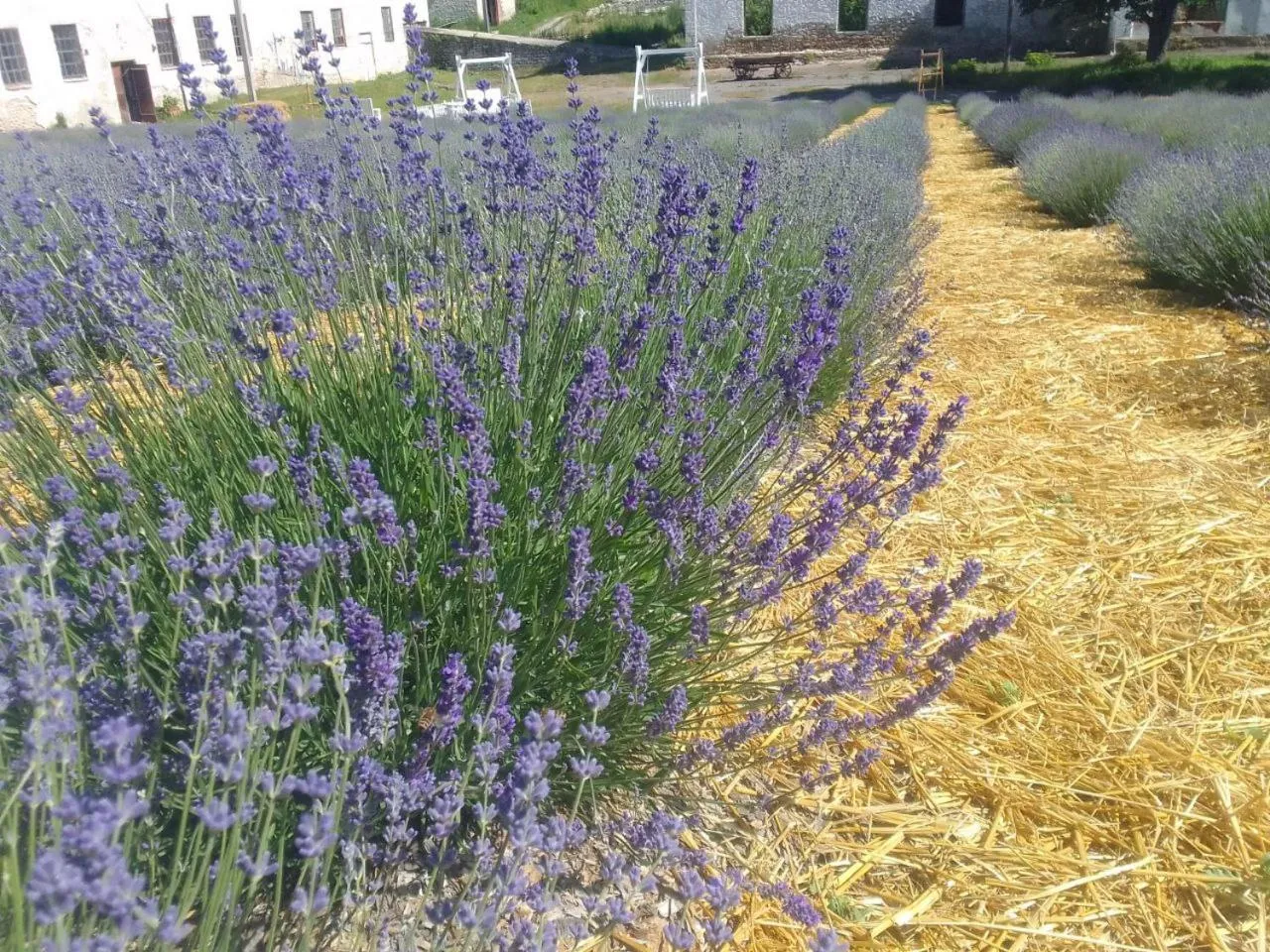 Garden view in Hotel Rafinad