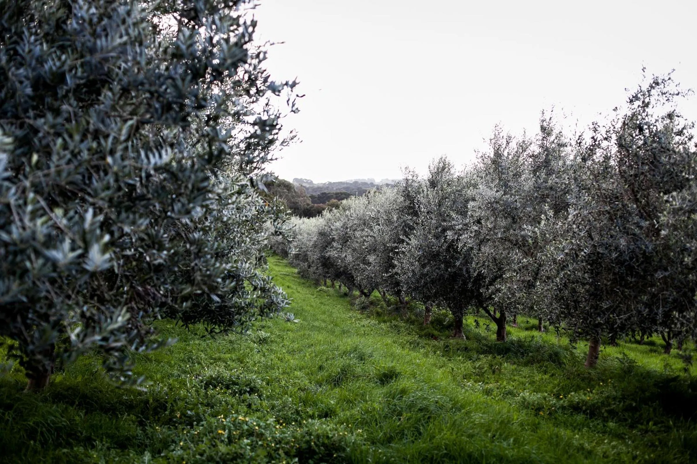 Natural landscape in Hart's Farm