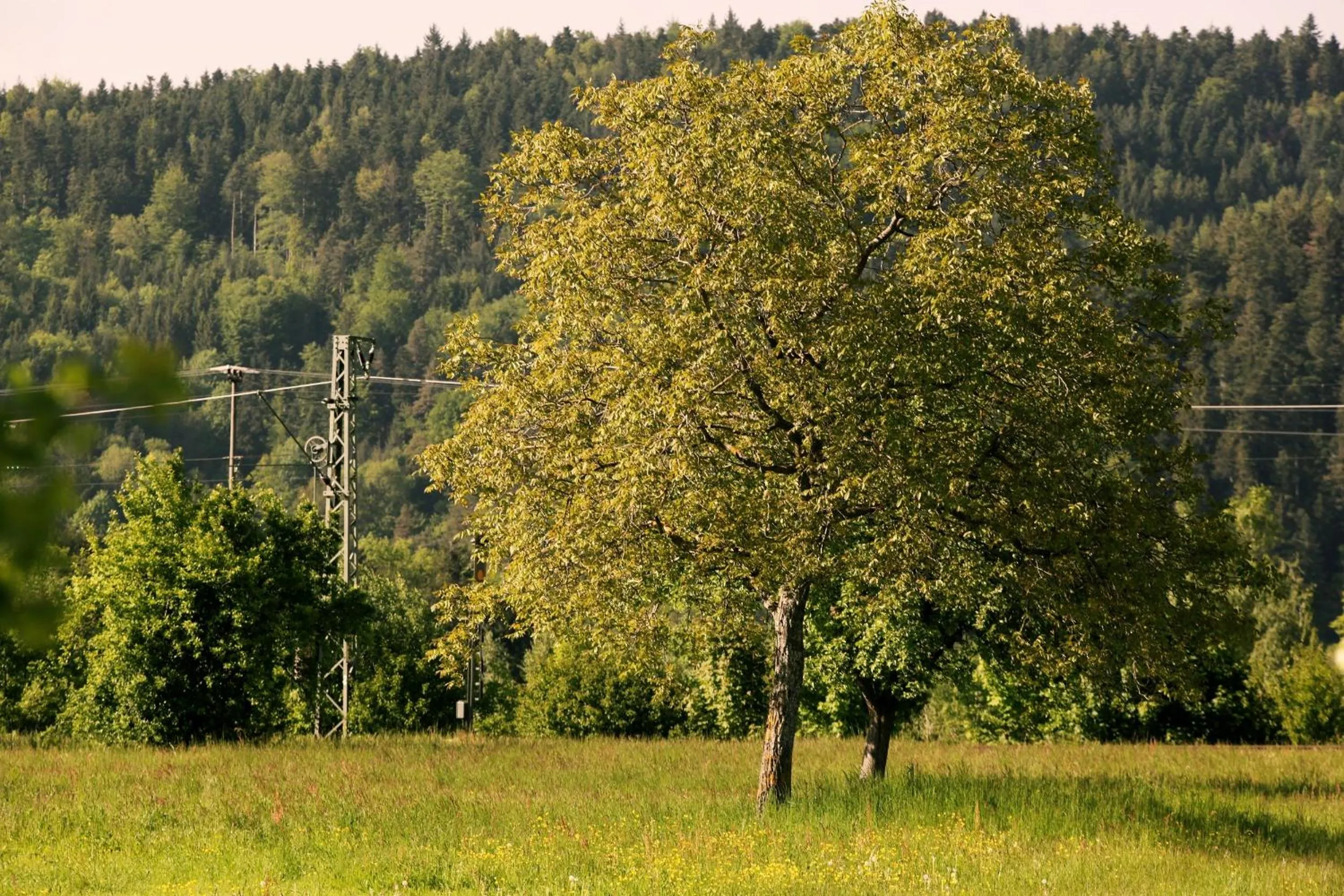 Natural landscape in hotel rainhof scheune & naturpark restaurant (Kirchzarten)