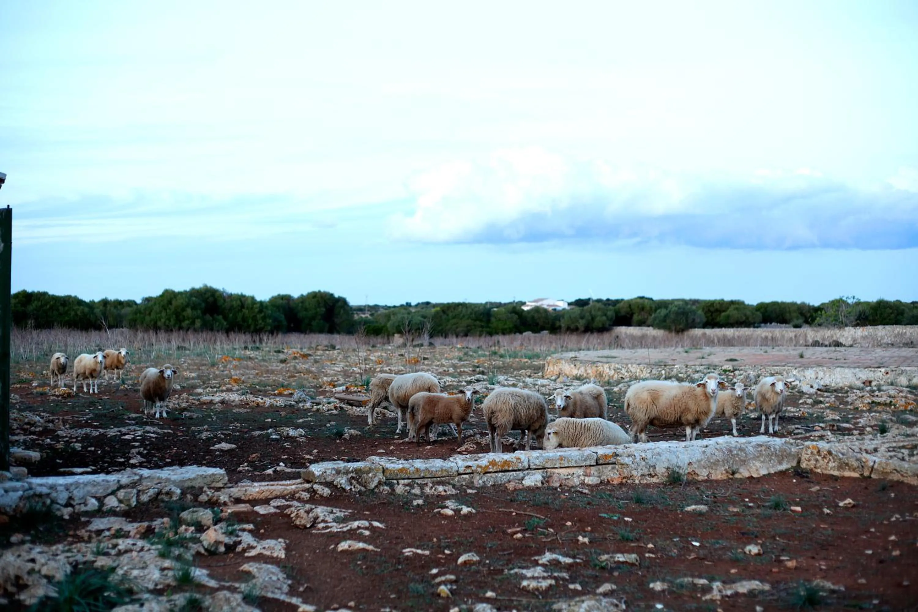 Garden view in Agroturismo Matxani Gran