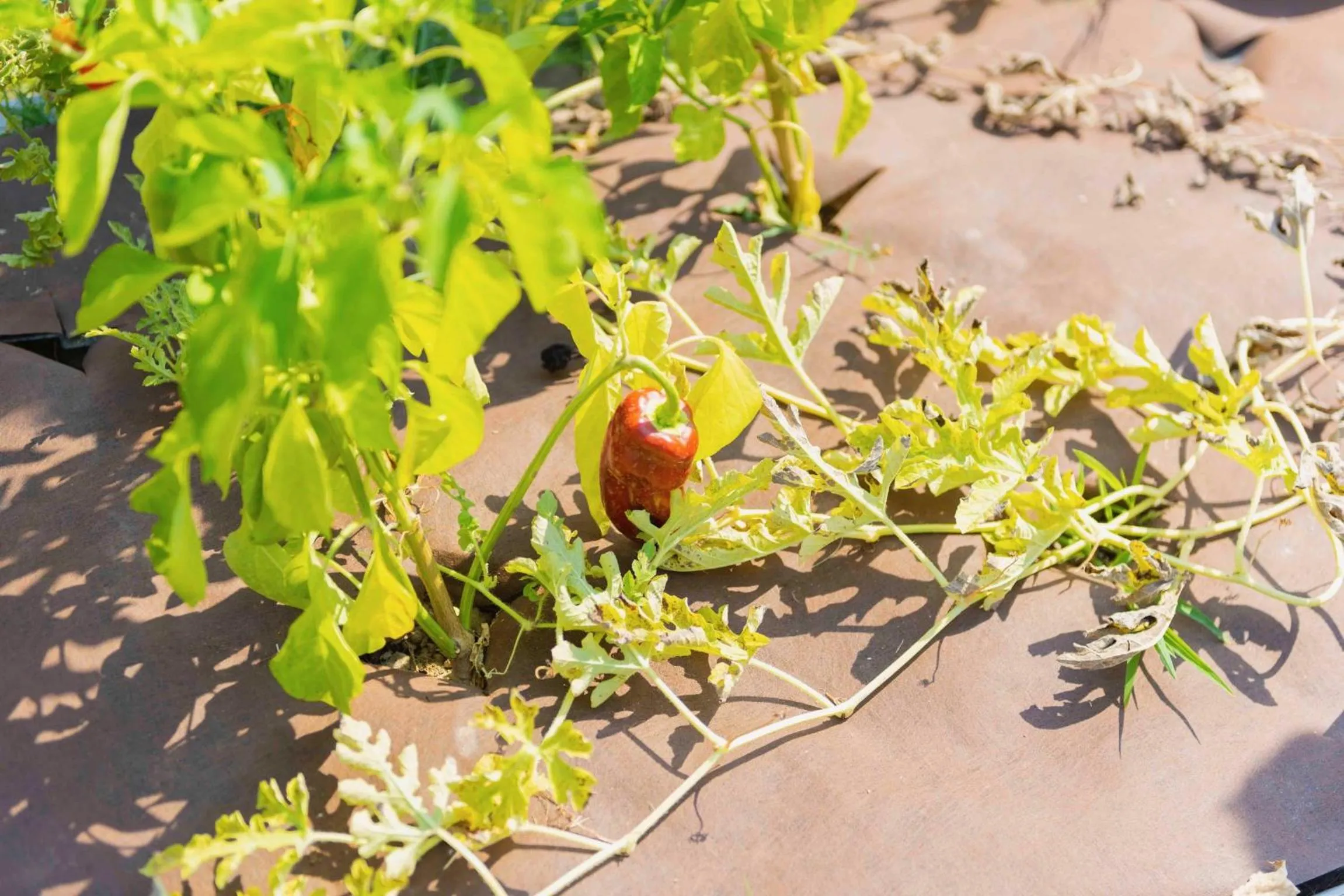 Garden in SeaPark SPA Resort