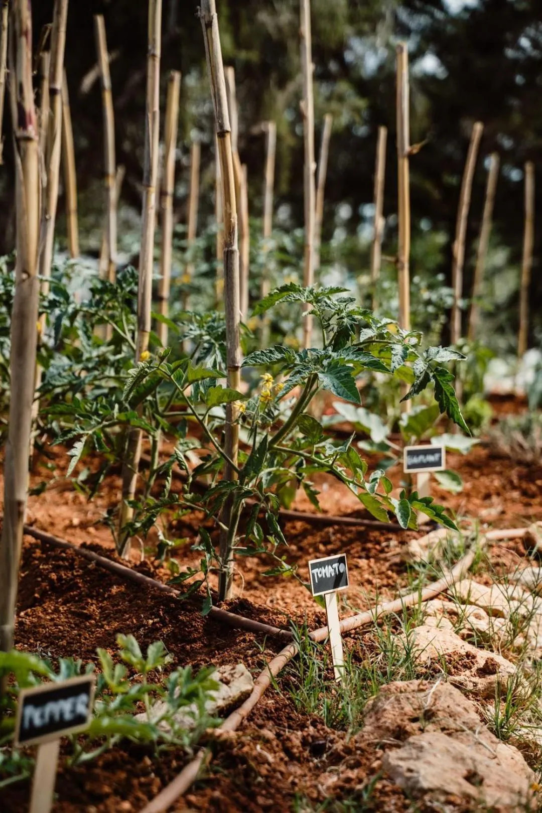 Garden in Can Vistabella Boutique Resort
