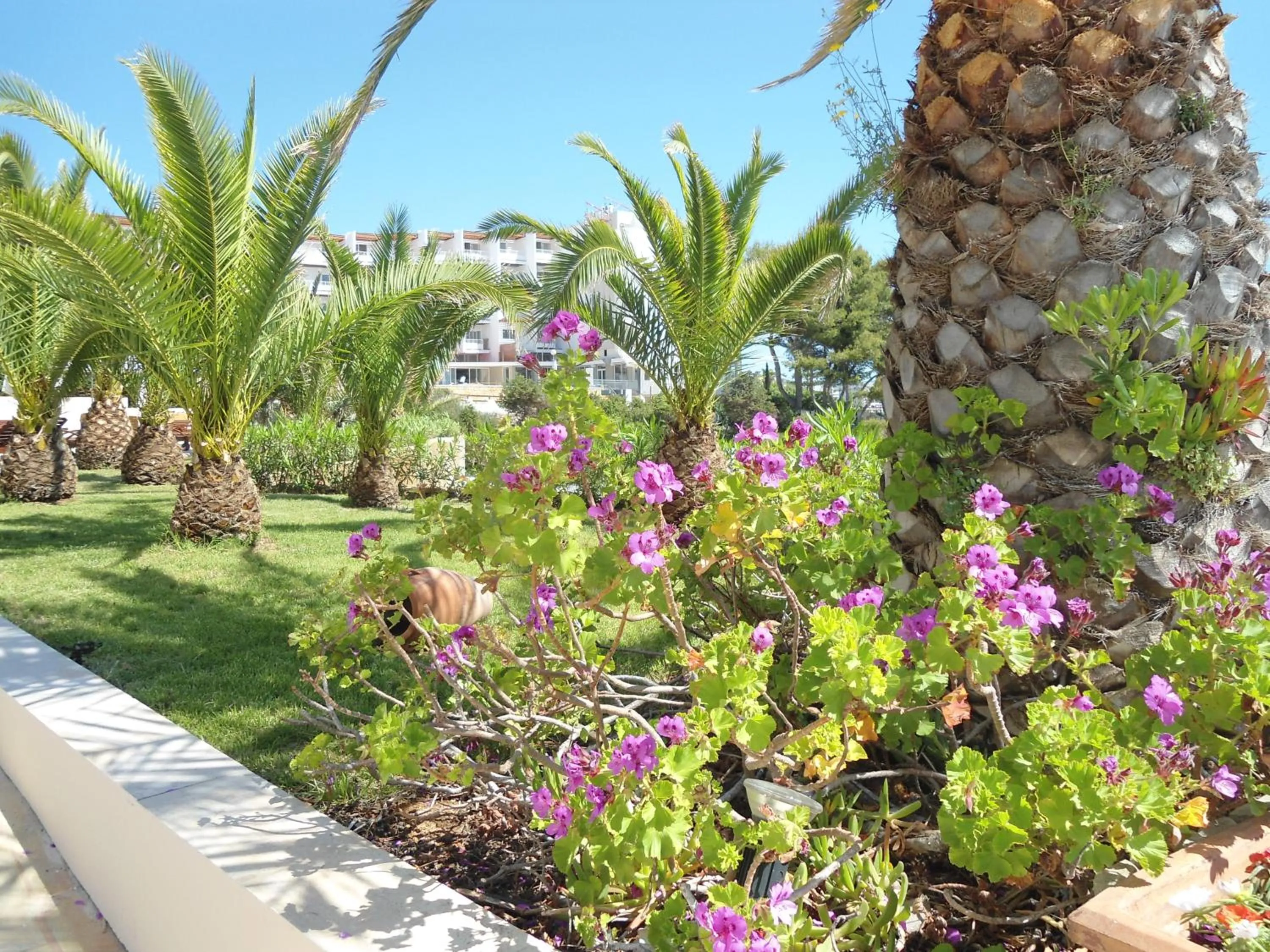 Garden in Grand Hotel Palladium Santa Eulalia del Rio