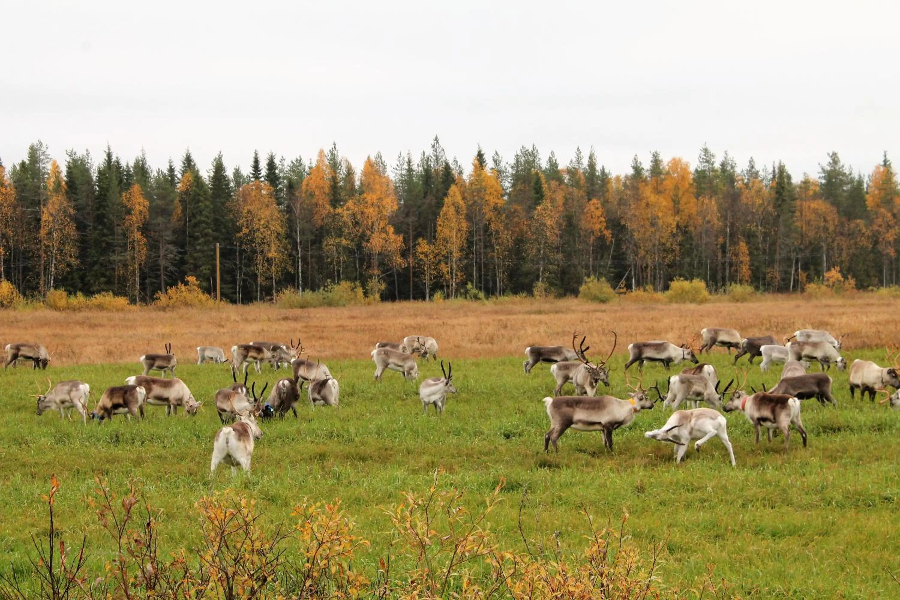 Off site in Villa Havula