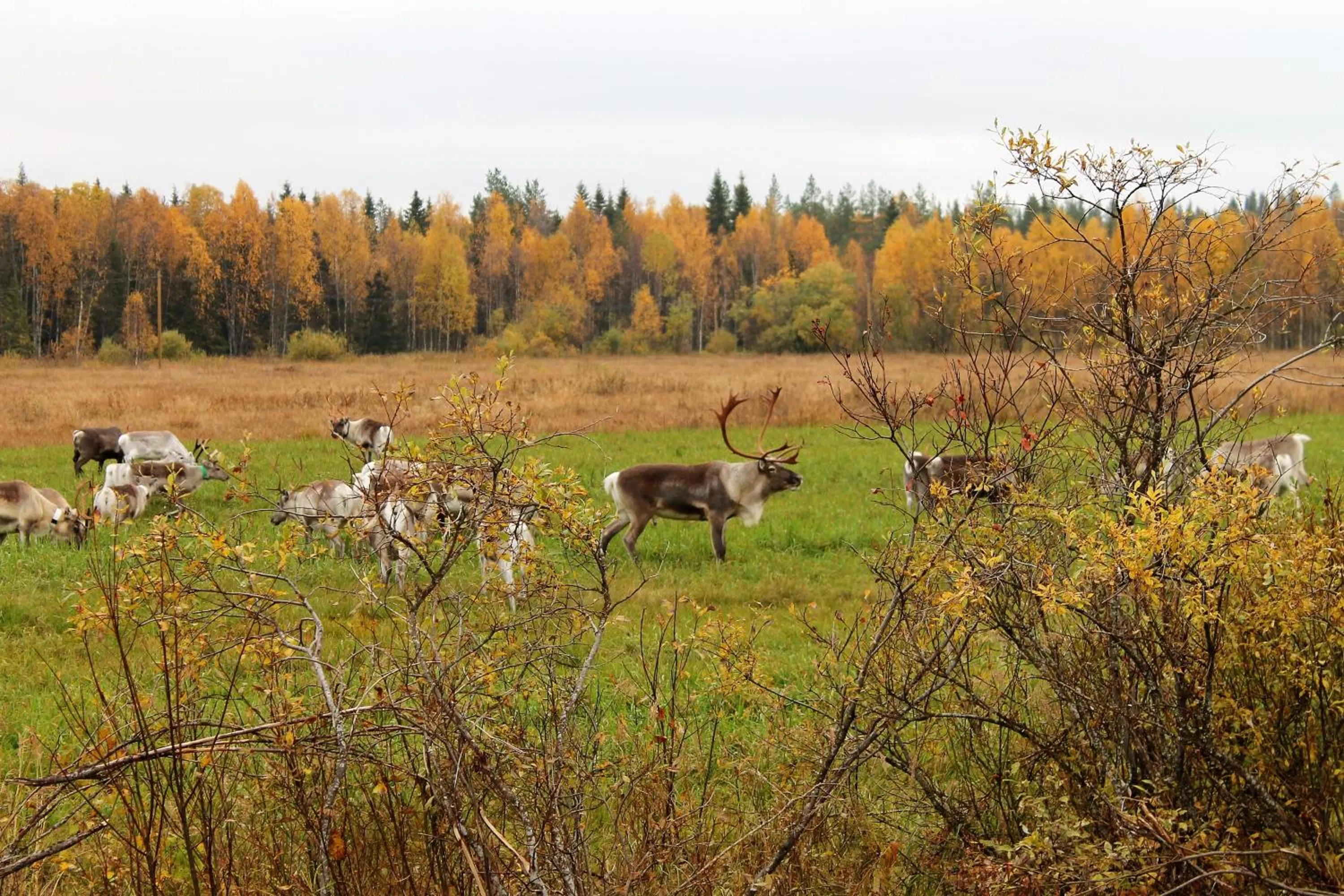 Off site in Villa Havula