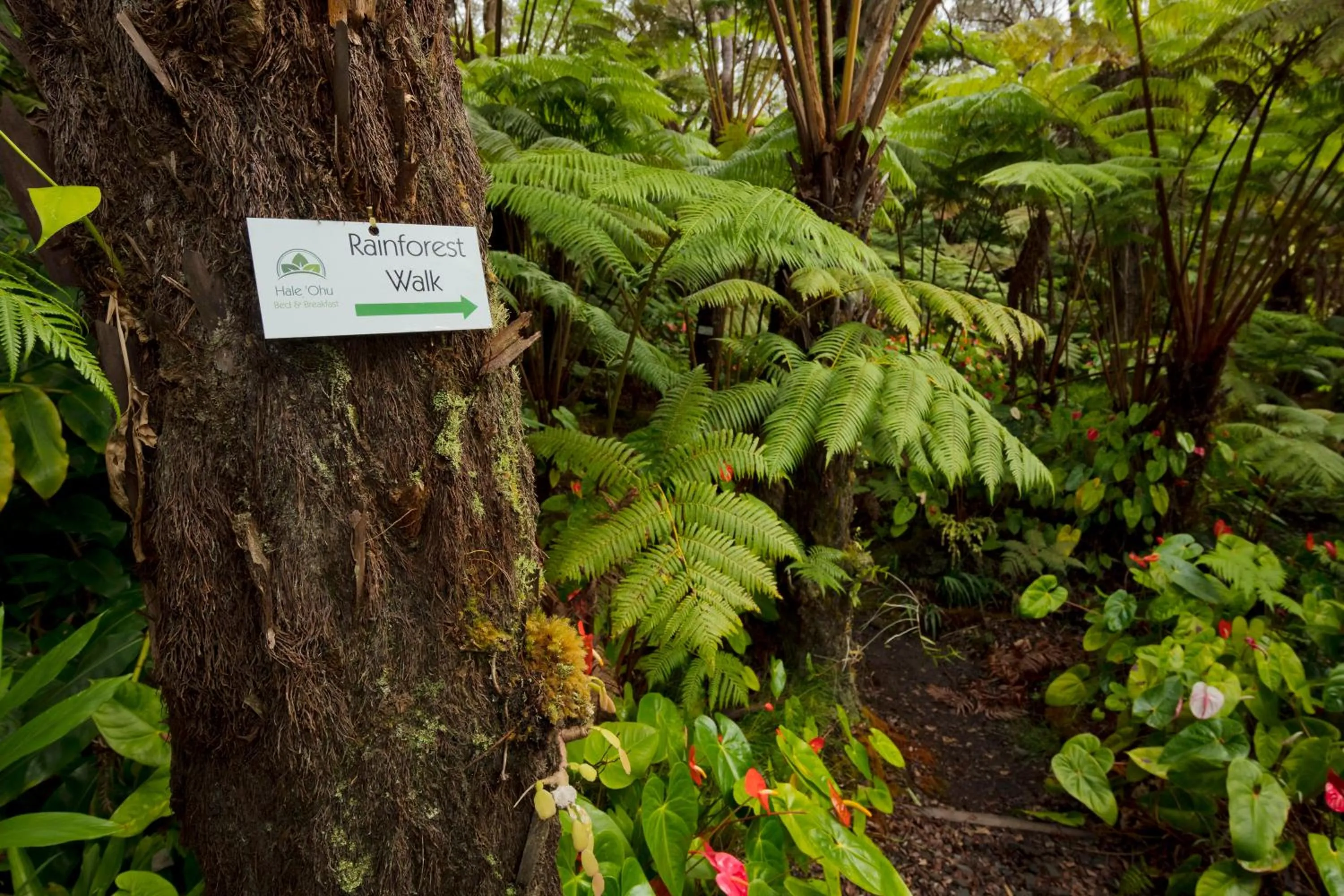 Garden in Hale 'Ohu Bed & Breakfast