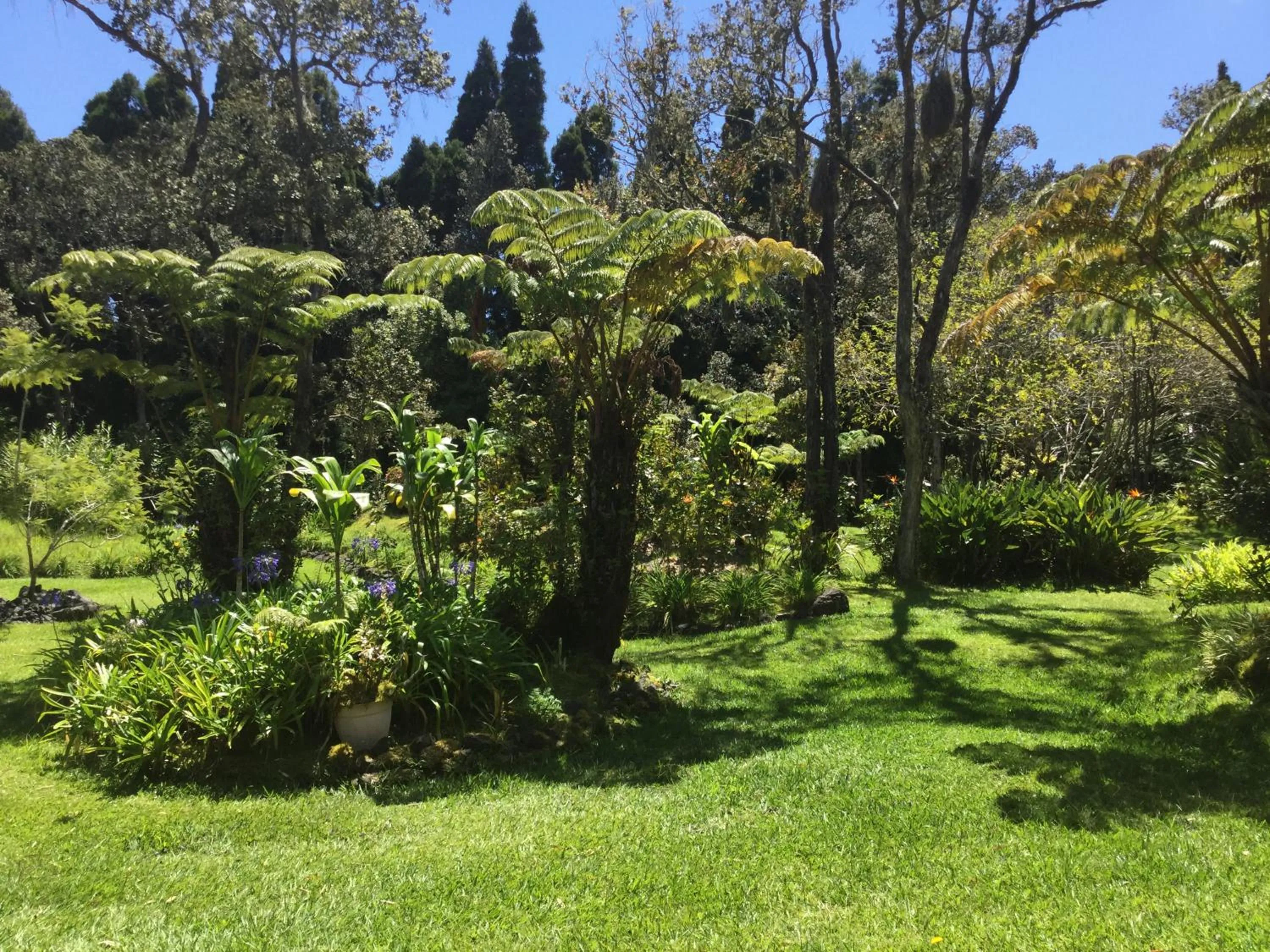 Garden in Hale 'Ohu Bed & Breakfast