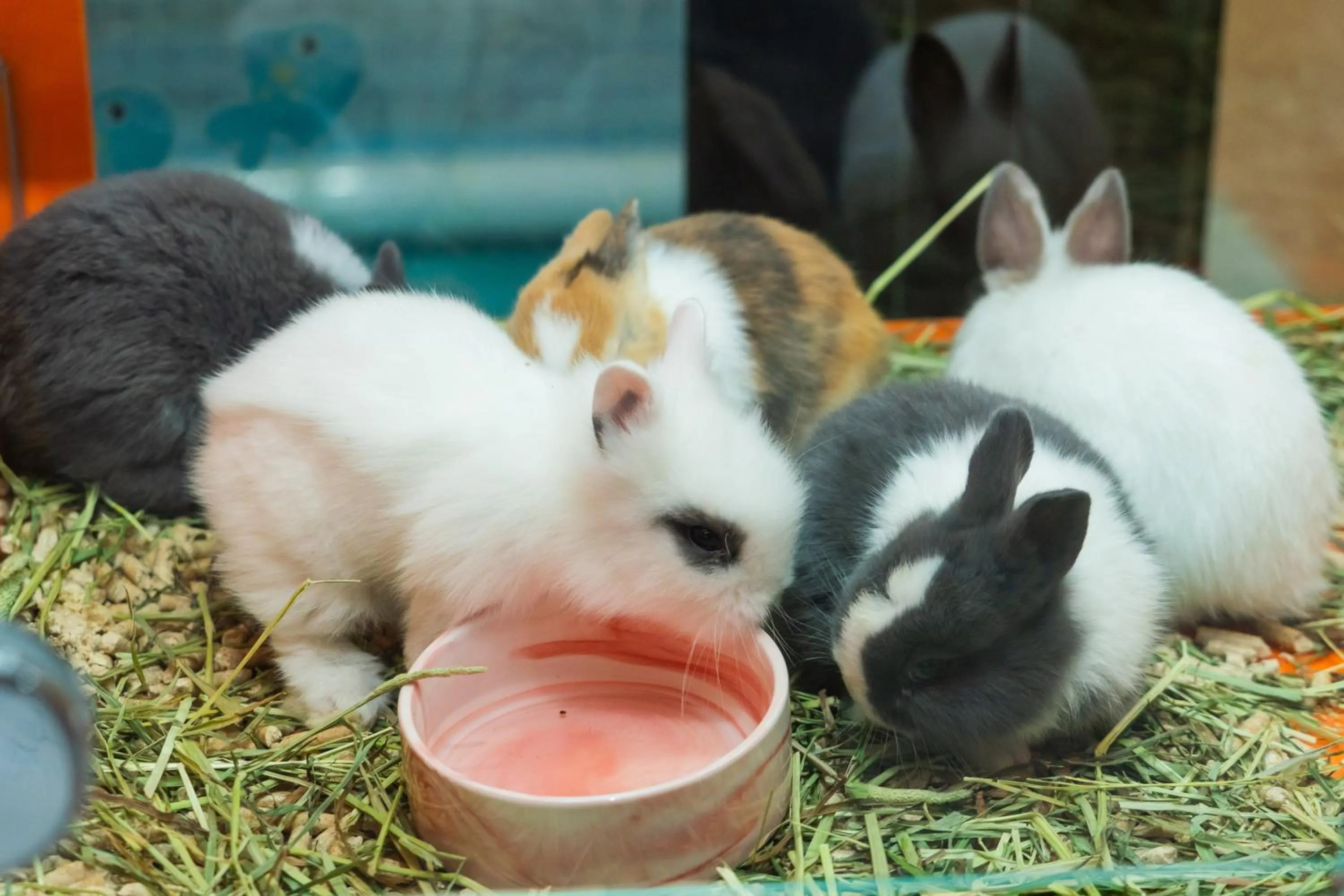 Animals in Shenzhen Marriott Hotel Golden Bay