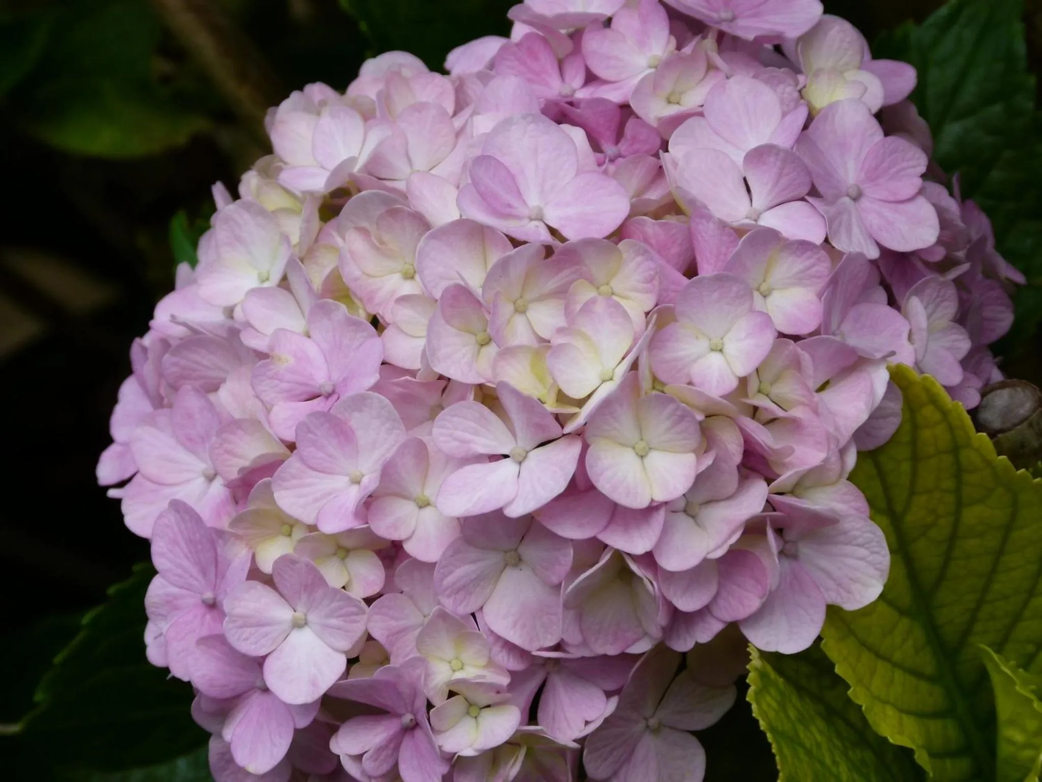 Garden in Hotel Neguri