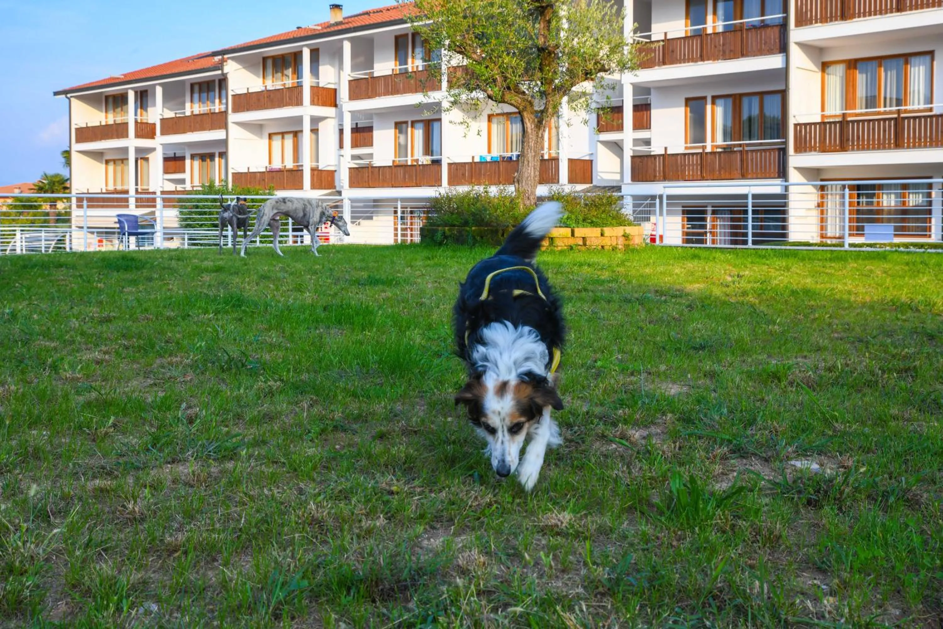 Pets in Apparthotel San Sivino