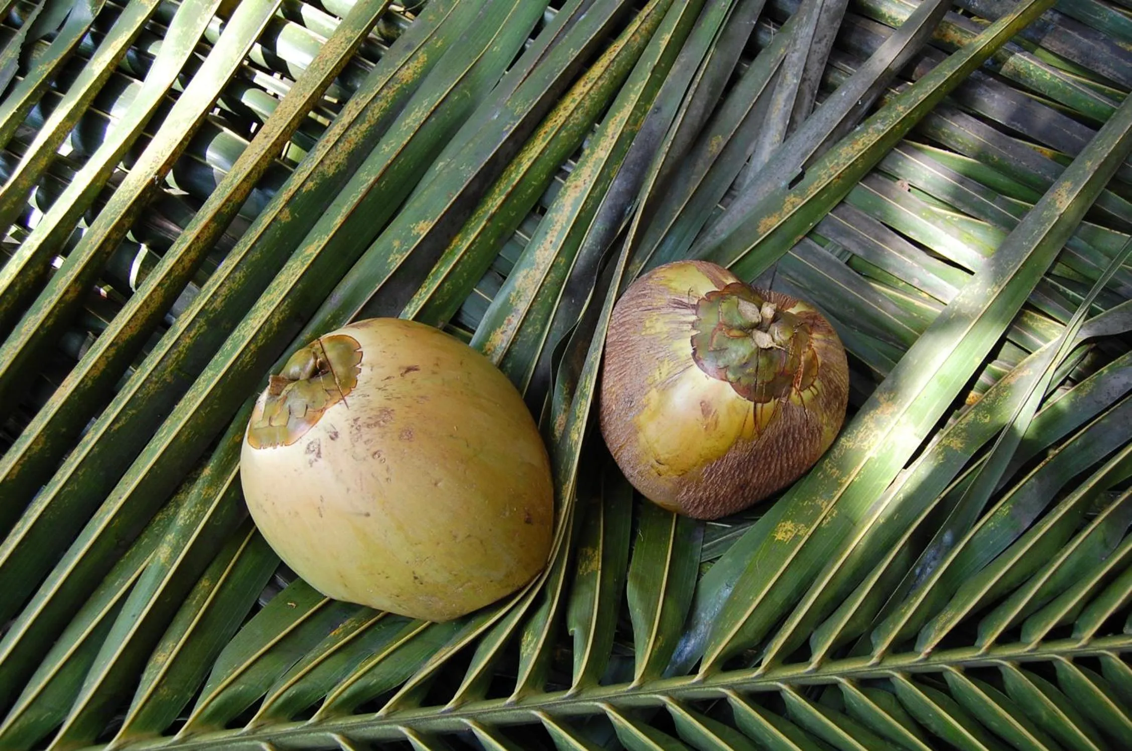 Food and drinks in Mamba Point Hotel