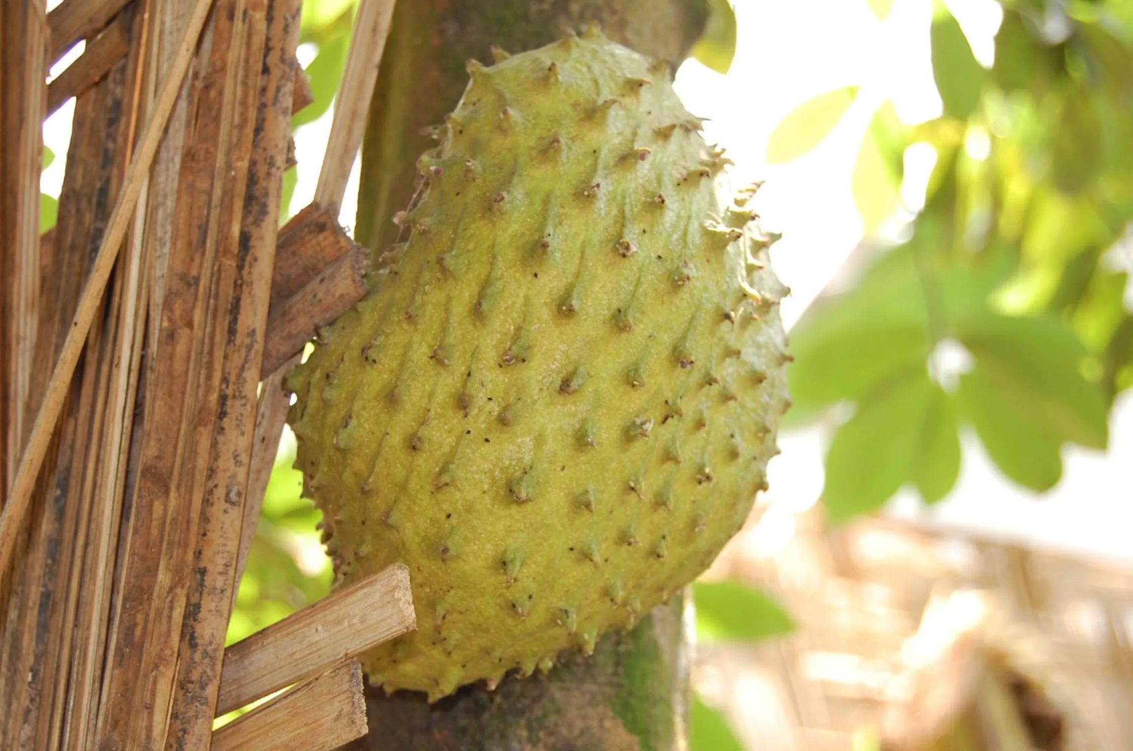 Food and drinks in Mamba Point Hotel