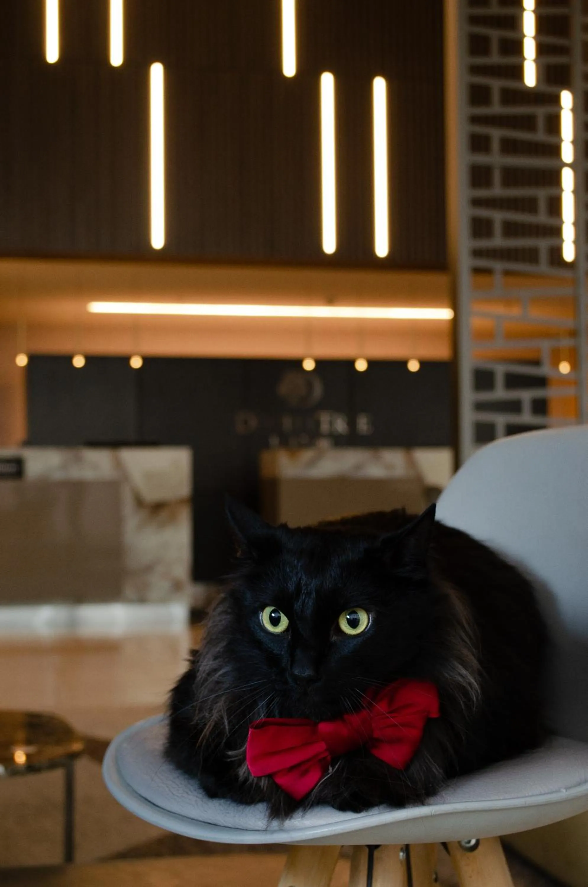 pet friendly in Hilton DoubleTree Bogotá Salitre AR