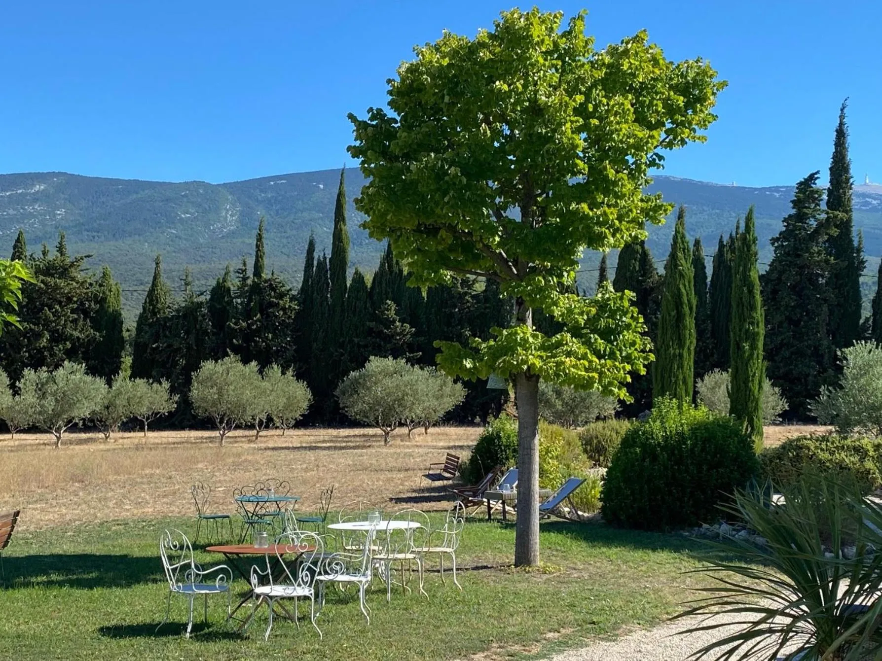 Garden in Mas des Olives