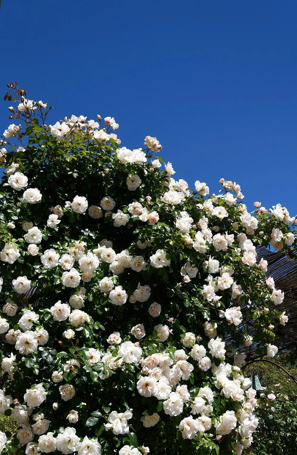 Garden in Mas des Olives