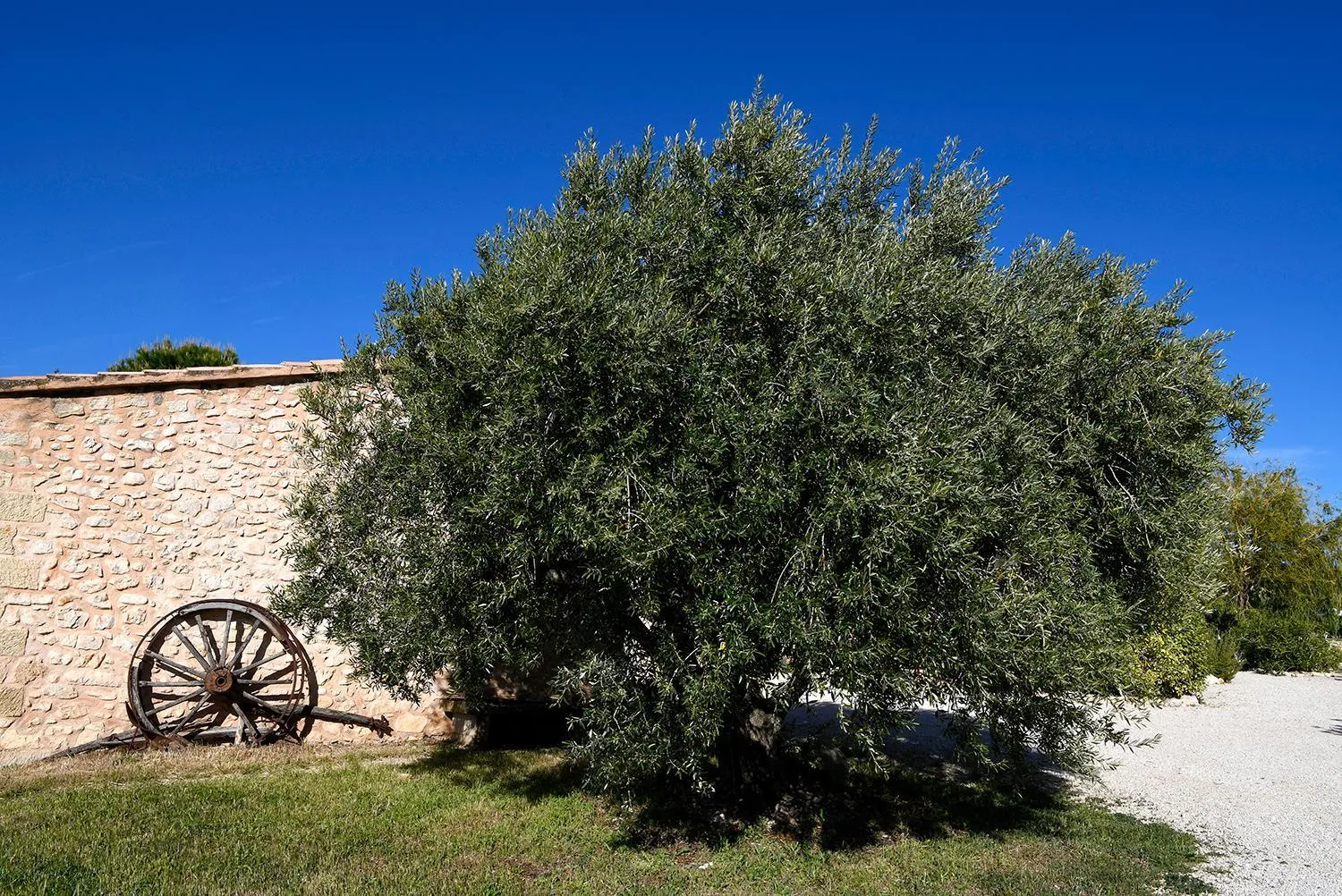 Garden in Mas des Olives